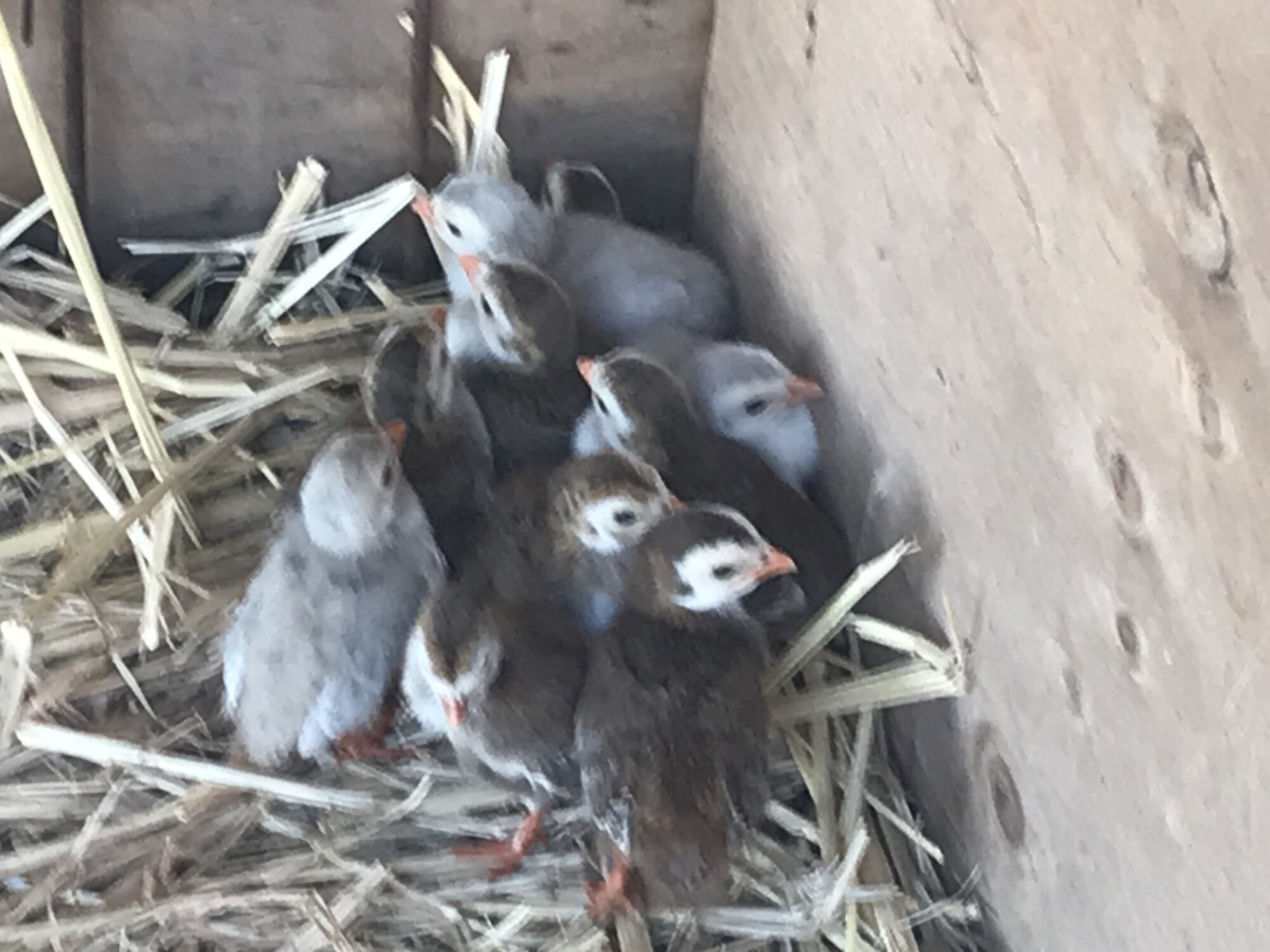Cutest Baby Fowl Photo Contest—16th Annual 31.jpg
