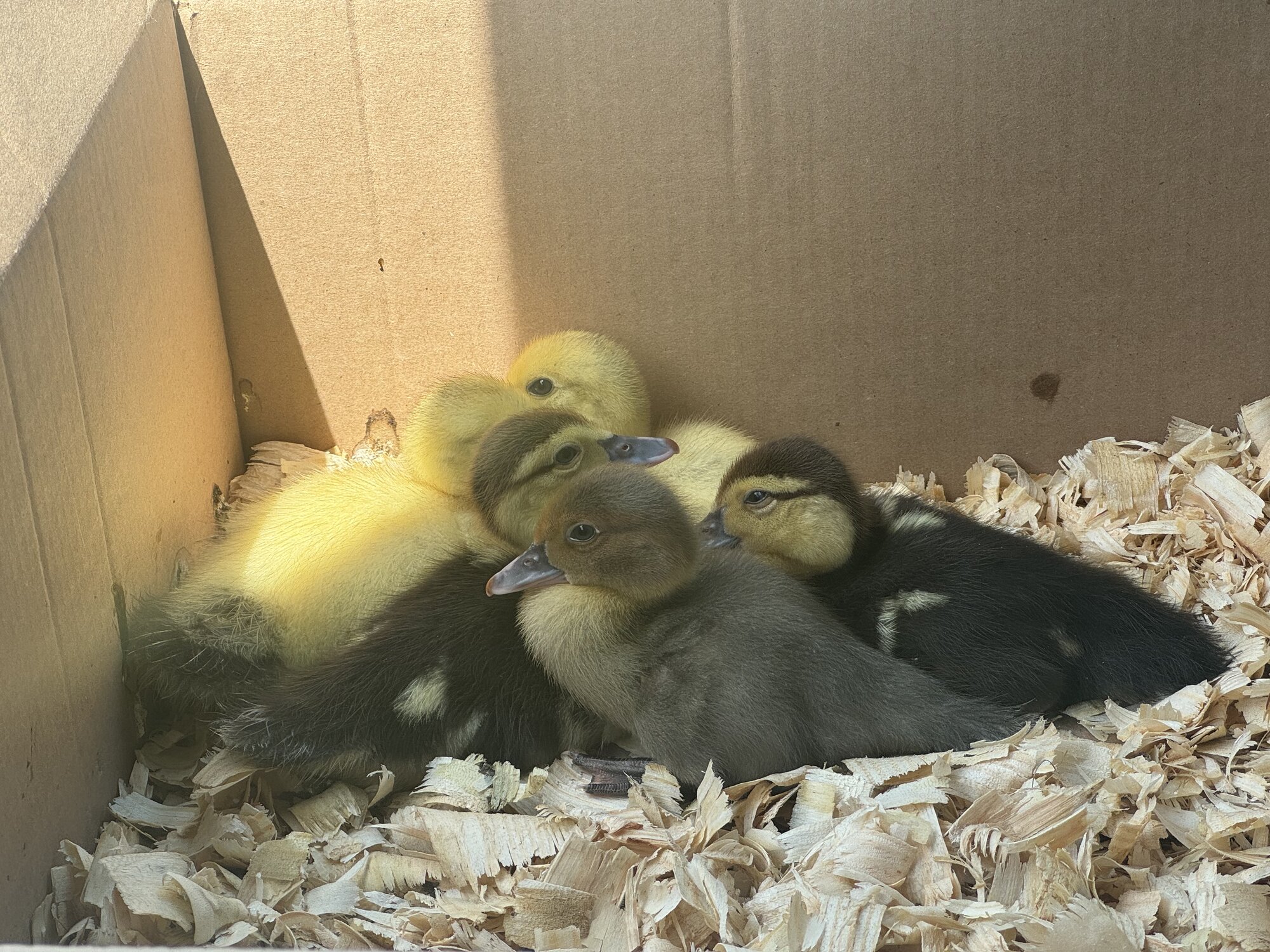 Cutest Baby Fowl Photo Contest—16th Annual 310.jpg
