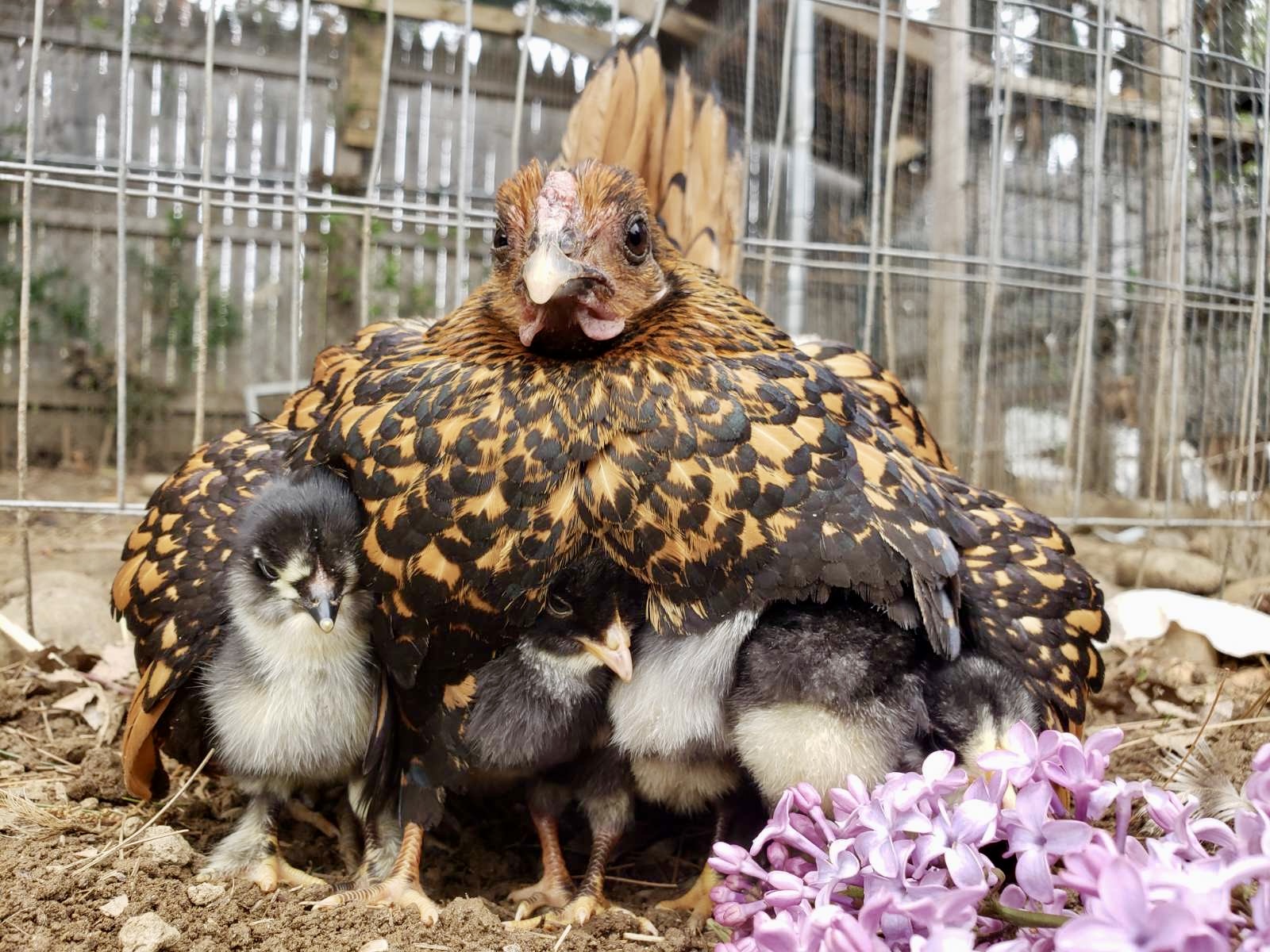 Cutest Baby Fowl Photo Contest—16th Annual 311.jpg