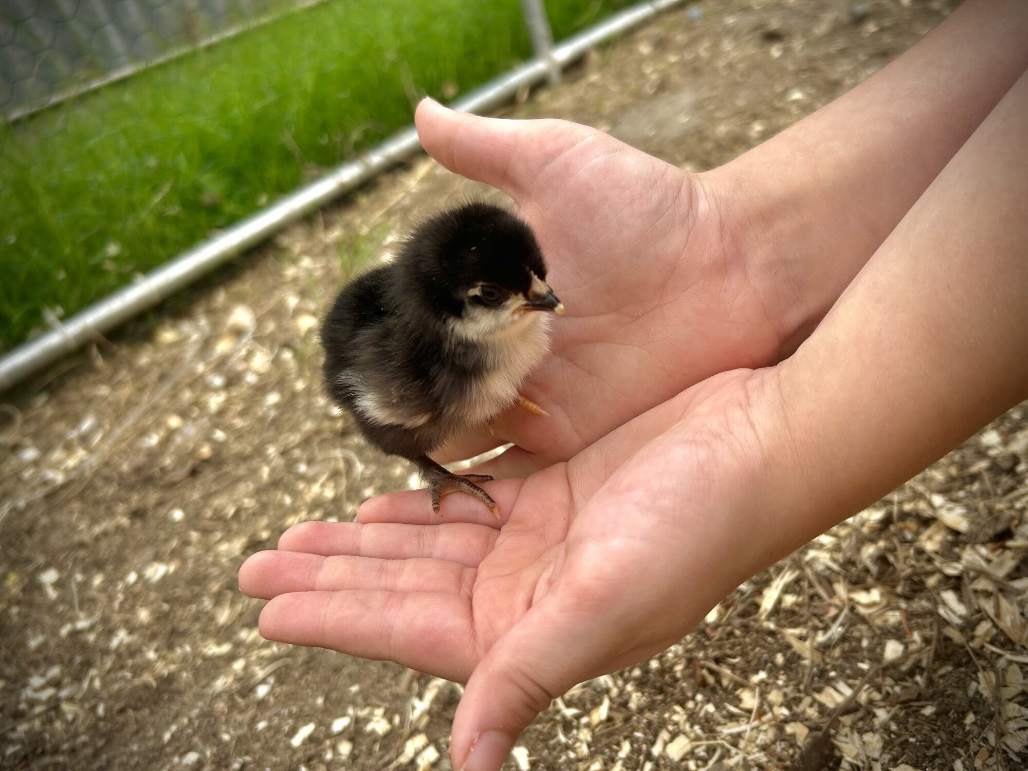 Cutest Baby Fowl Photo Contest—16th Annual 312.jpg