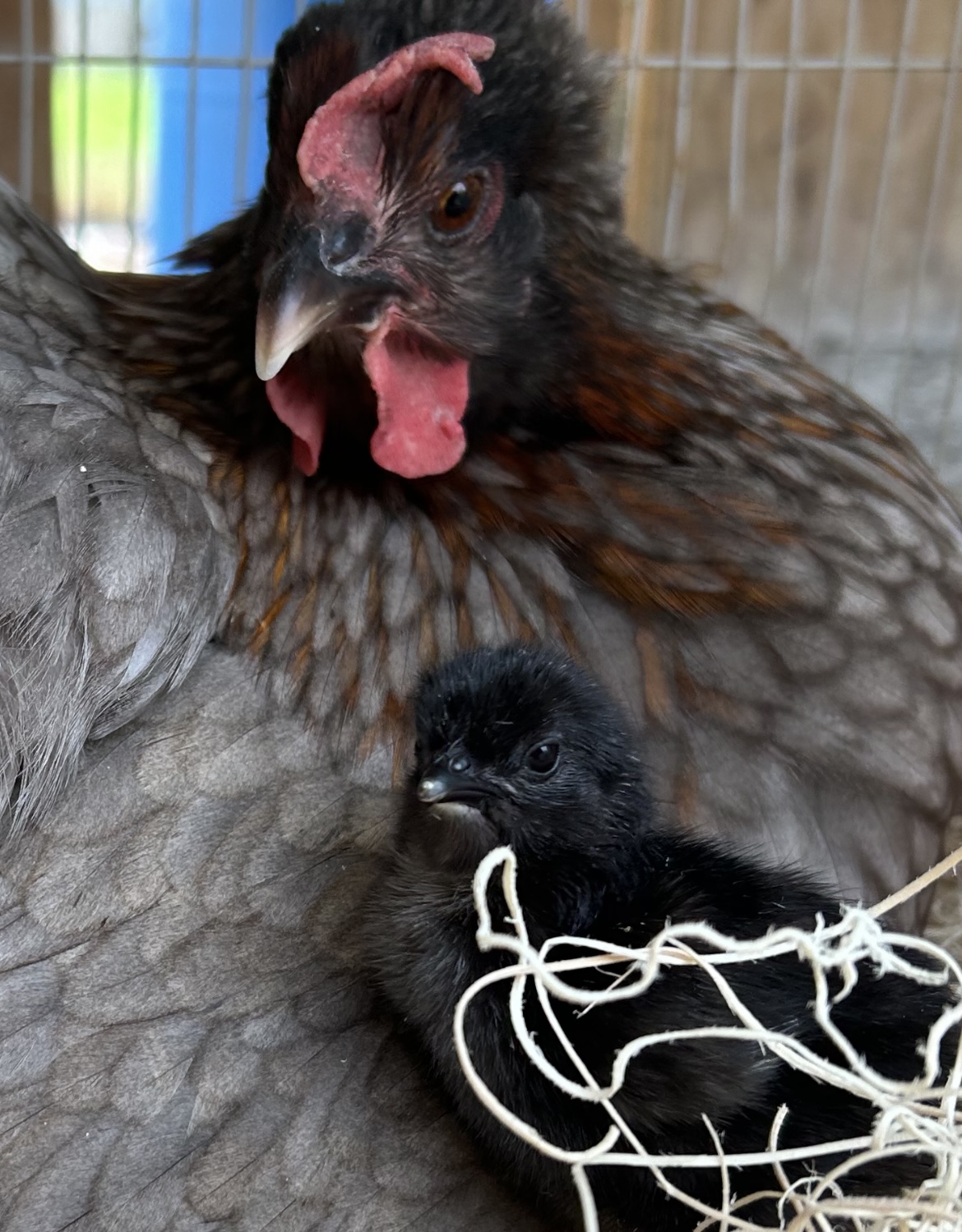 Cutest Baby Fowl Photo Contest—16th Annual 313.jpg