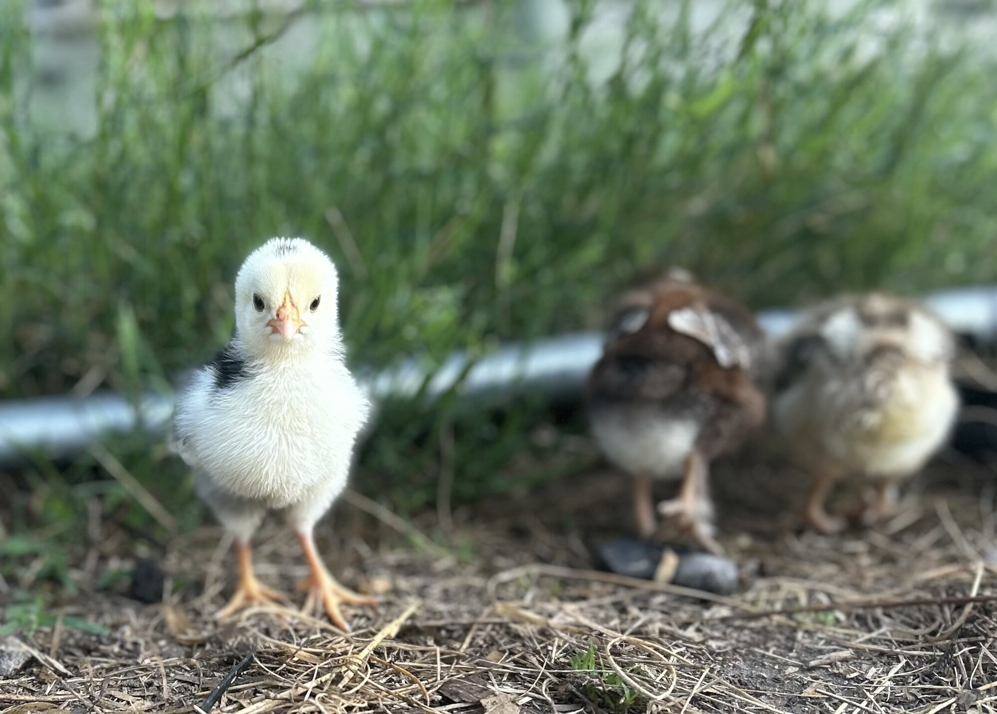 Cutest Baby Fowl Photo Contest—16th Annual 314.jpg
