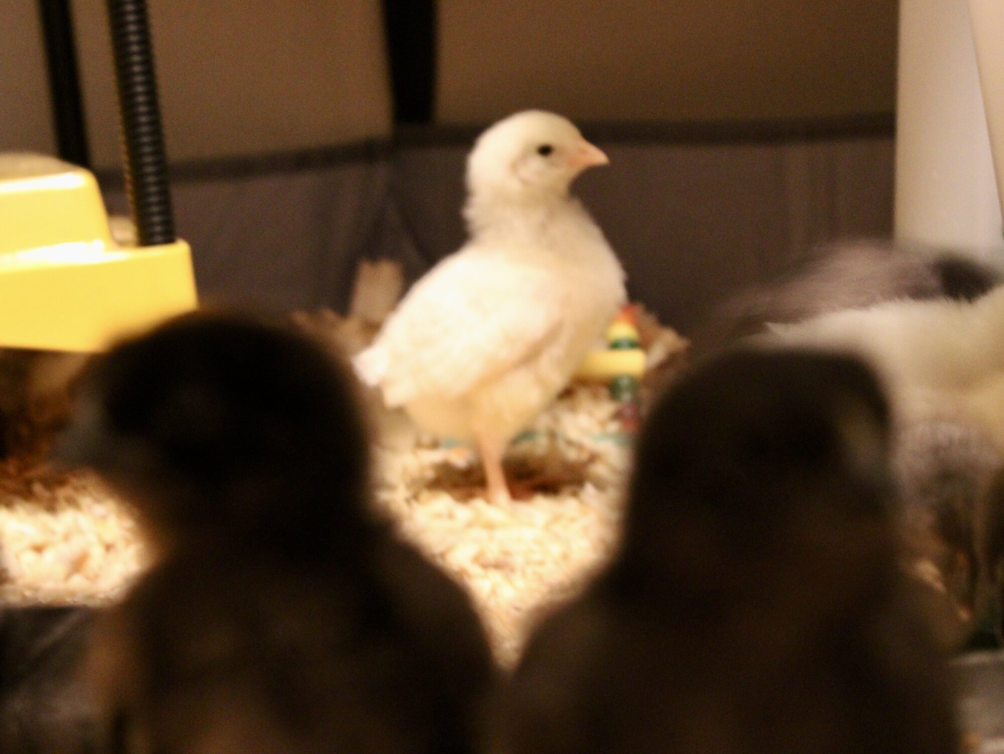 Cutest Baby Fowl Photo Contest—16th Annual 315.jpg