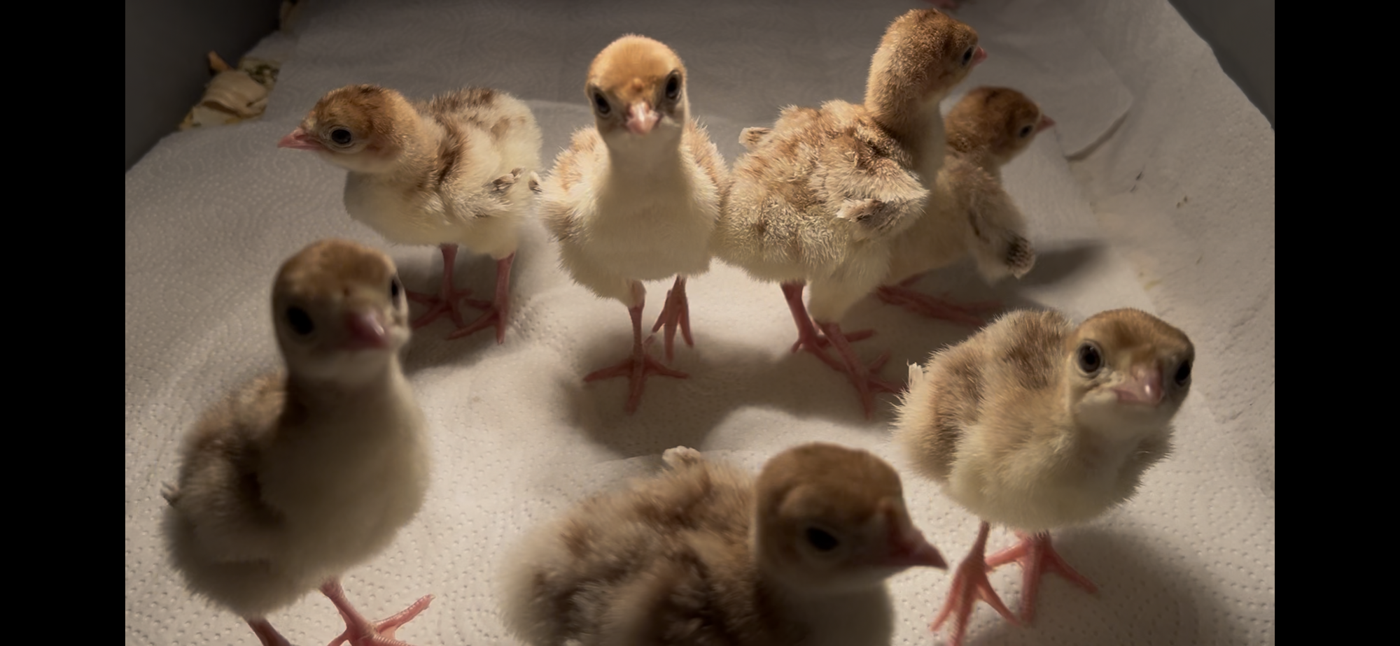 Cutest Baby Fowl Photo Contest—16th Annual 316.png