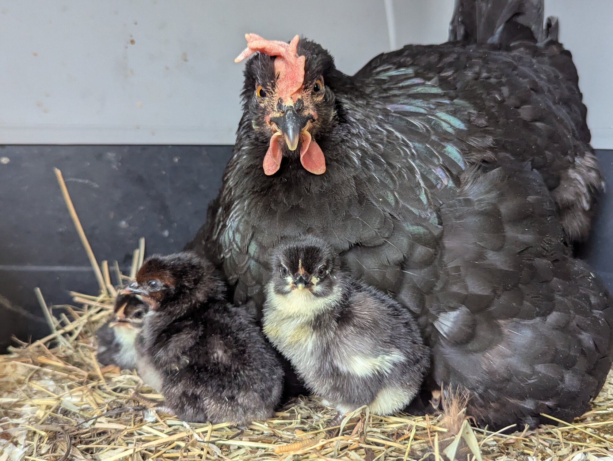 Cutest Baby Fowl Photo Contest—16th Annual 317.jpg