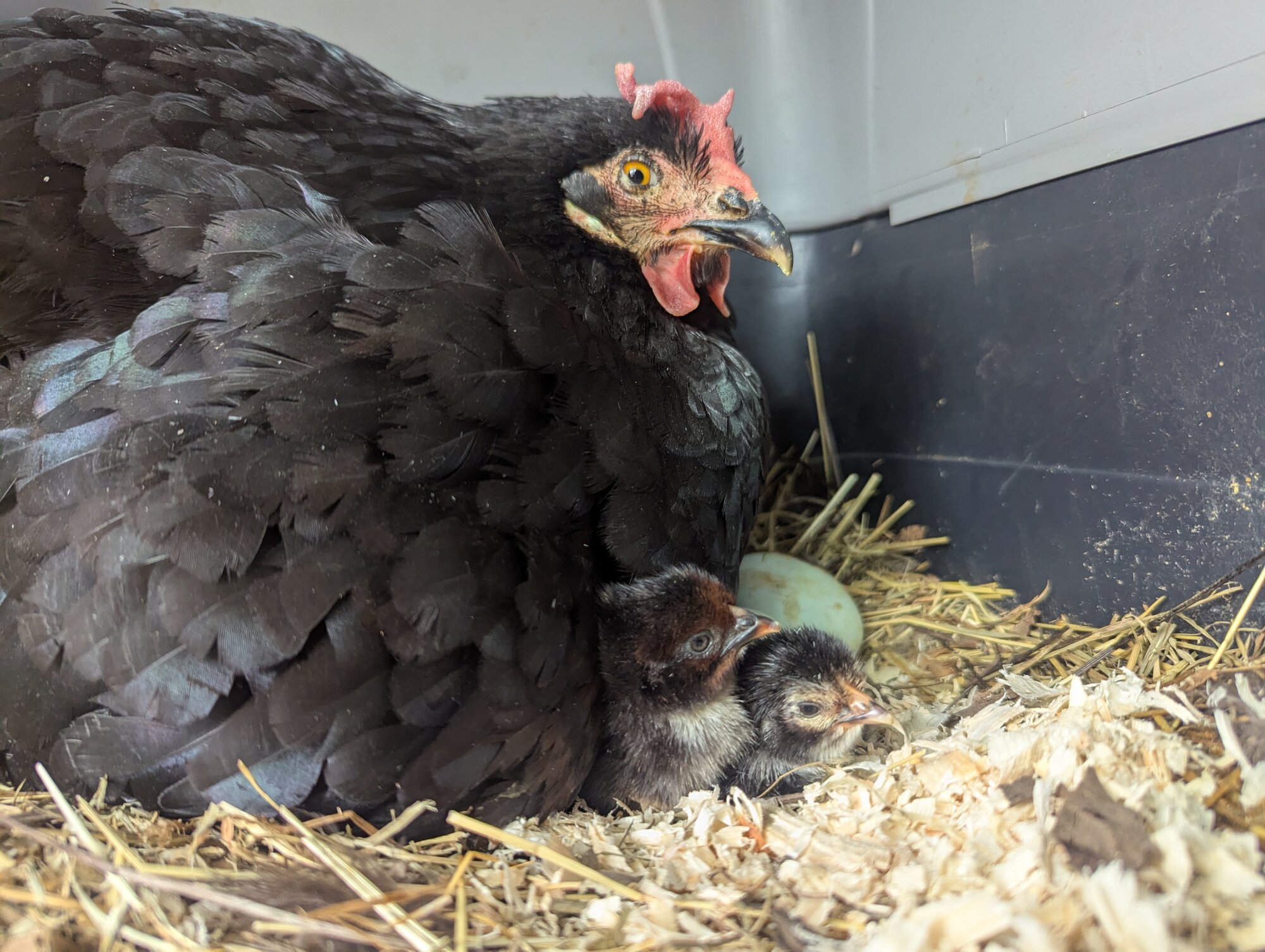 Cutest Baby Fowl Photo Contest—16th Annual 318.jpg