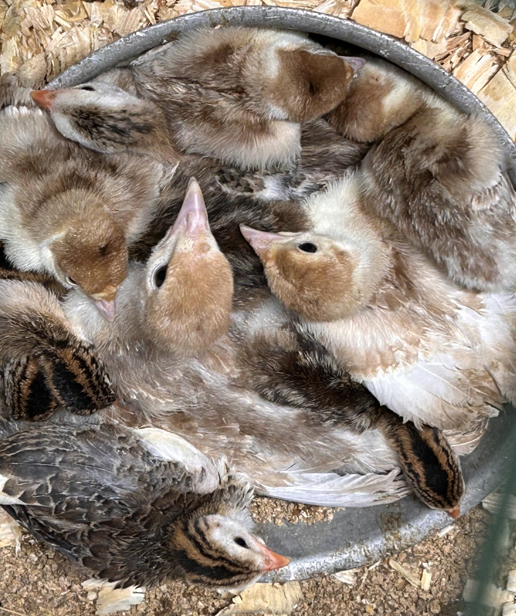 Cutest Baby Fowl Photo Contest—16th Annual 319.jpg
