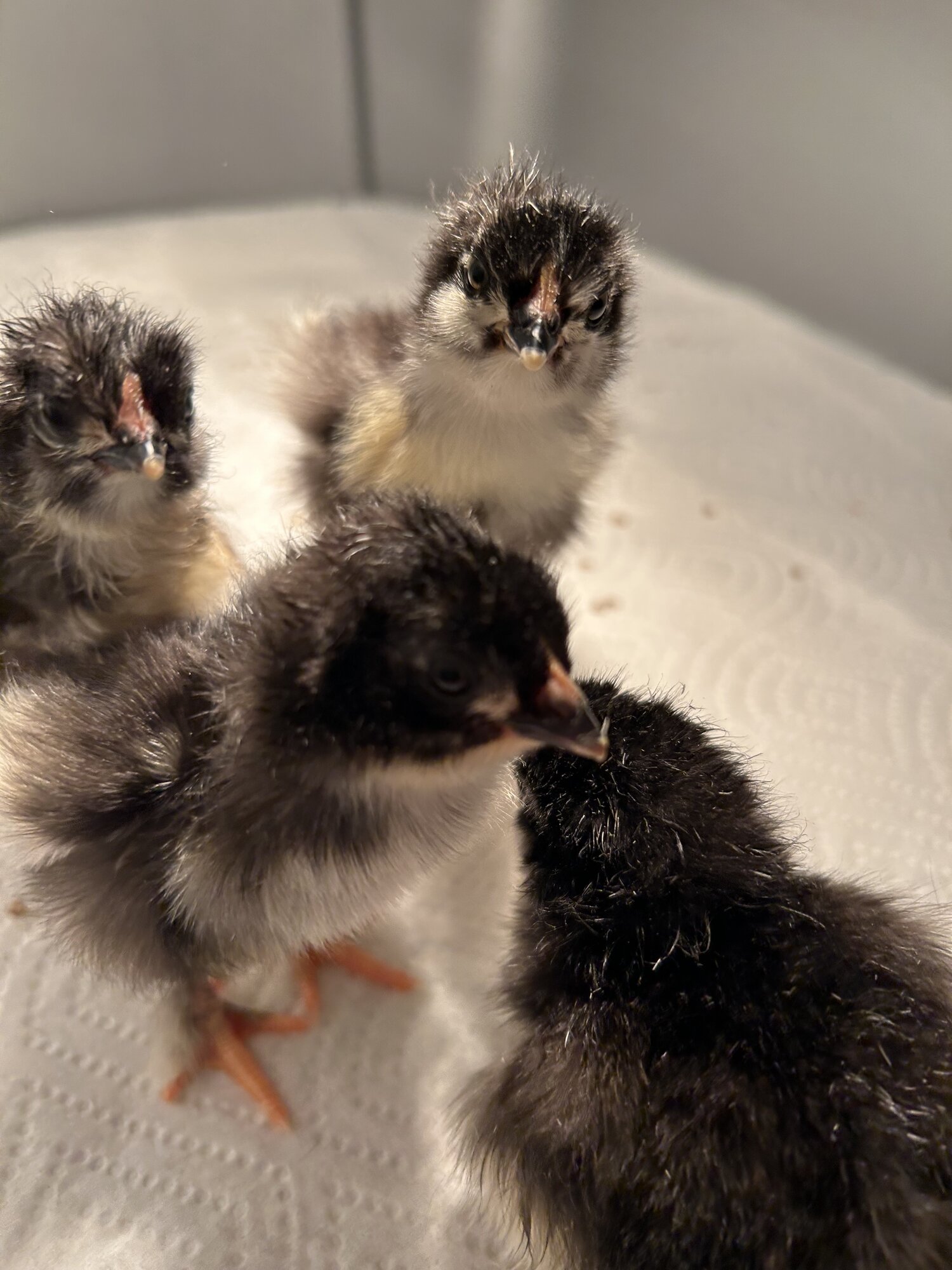 Cutest Baby Fowl Photo Contest—16th Annual 320.jpg