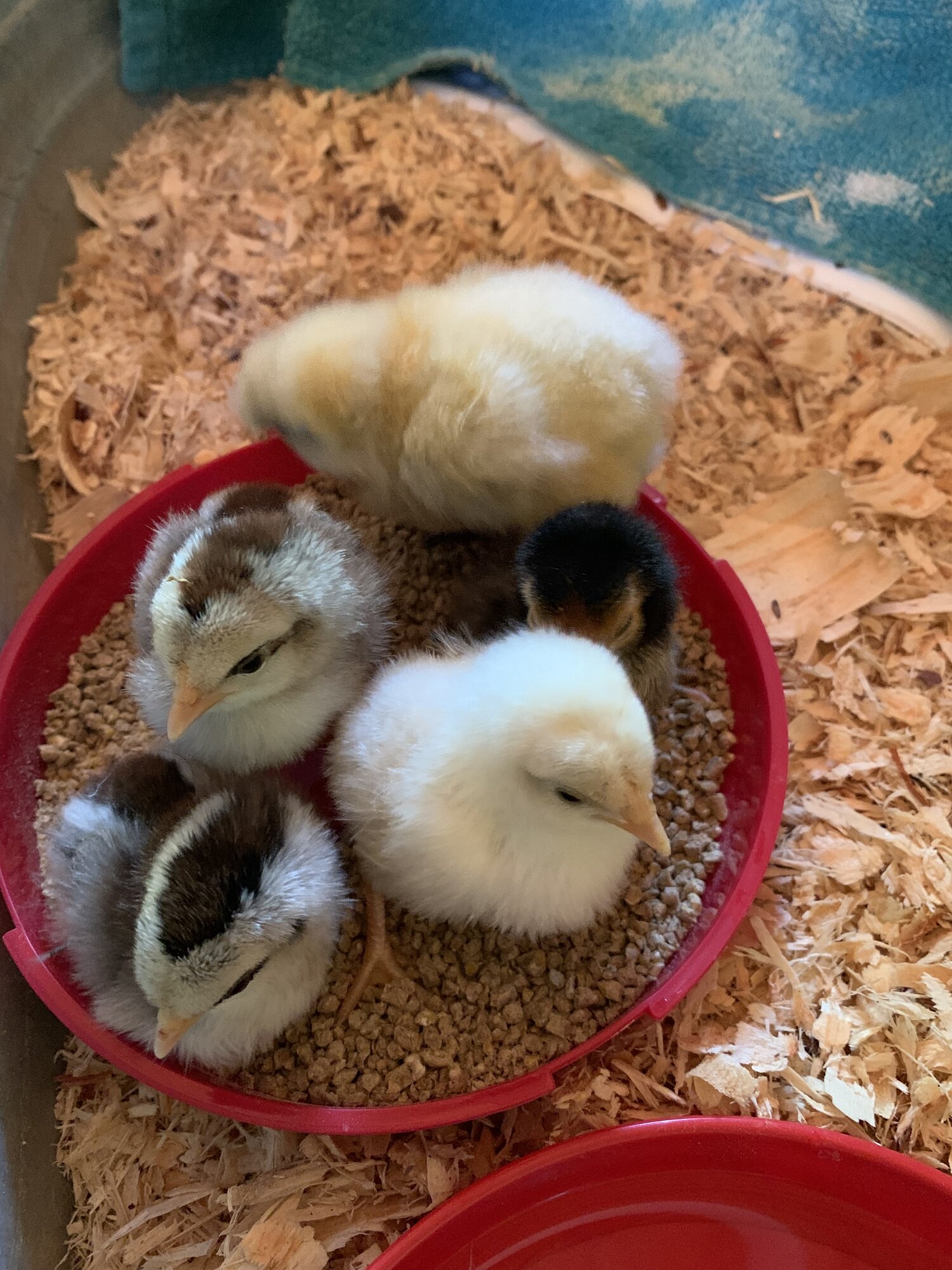 Cutest Baby Fowl Photo Contest—16th Annual 321.jpg