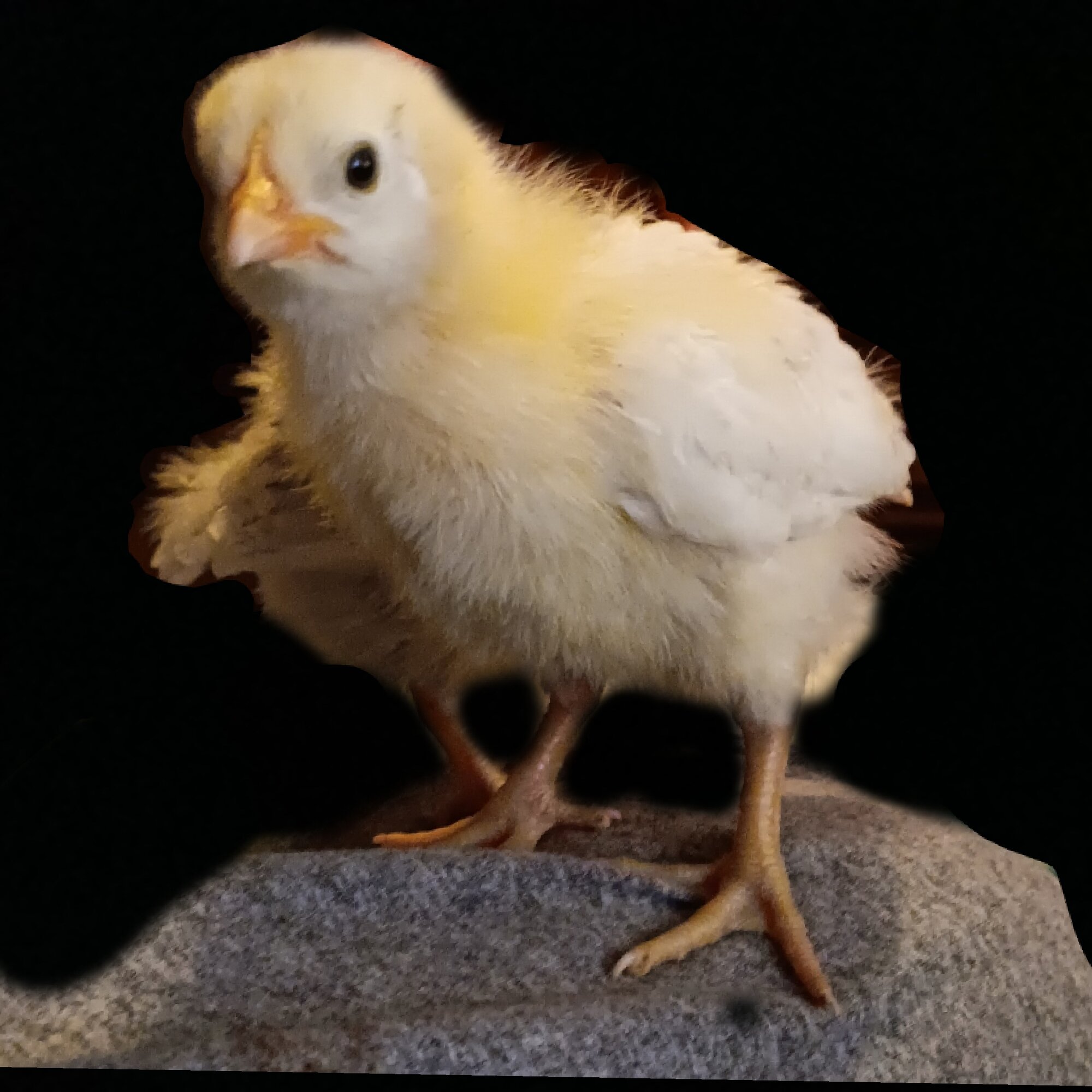 Cutest Baby Fowl Photo Contest—16th Annual 322.jpg