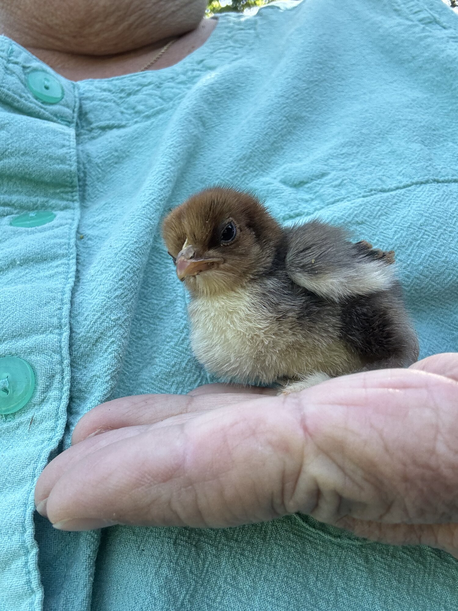 Cutest Baby Fowl Photo Contest—16th Annual 323.jpg