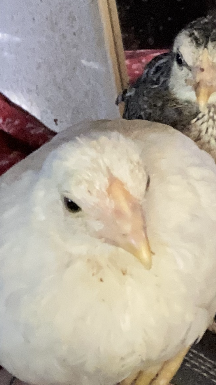 Cutest Baby Fowl Photo Contest—16th Annual 324.png