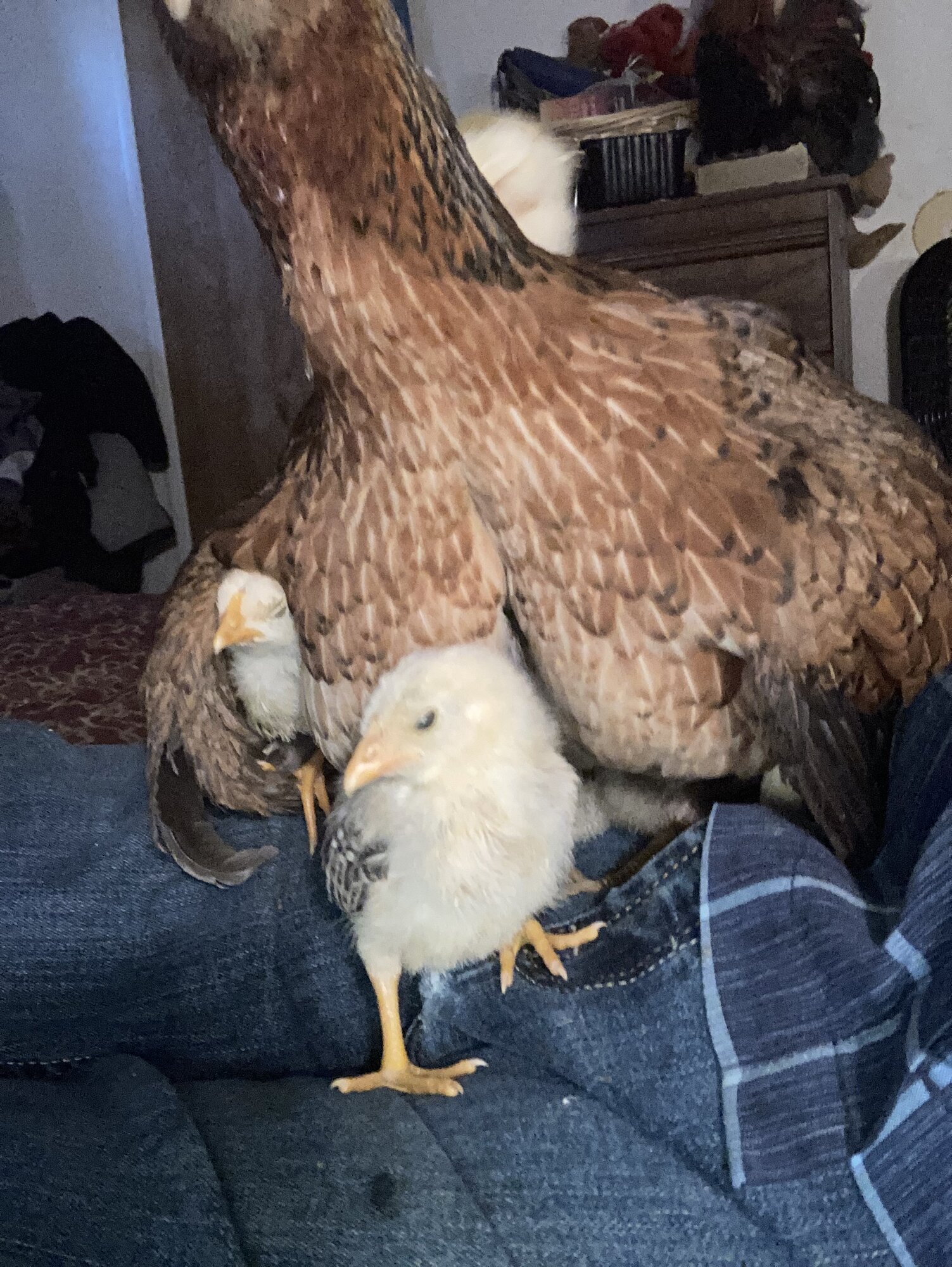 Cutest Baby Fowl Photo Contest—16th Annual 325.jpg