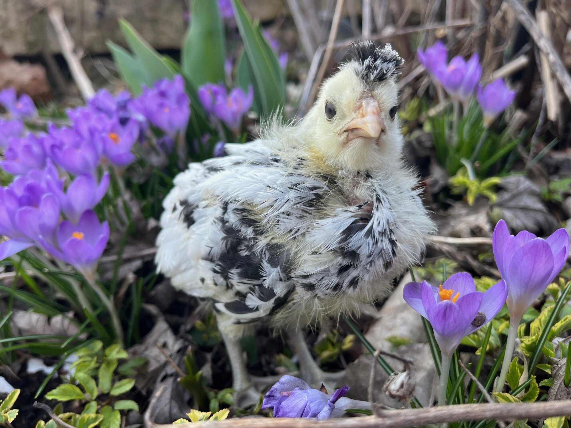 Cutest Baby Fowl Photo Contest—16th Annual 326.jpg