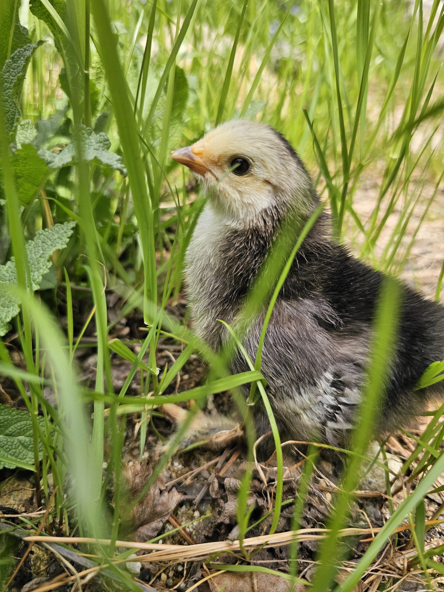 Cutest Baby Fowl Photo Contest—16th Annual 327.jpg