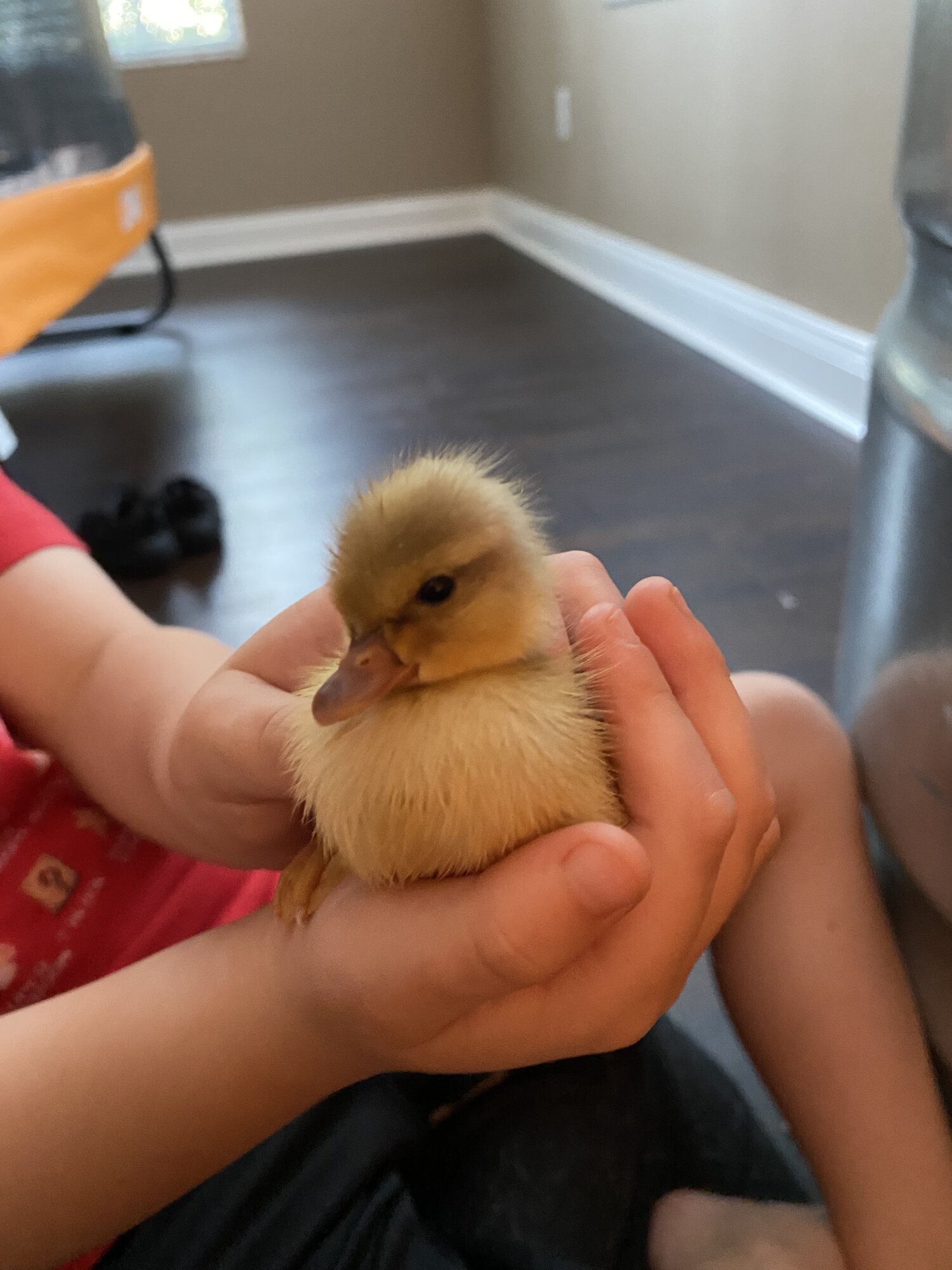 Cutest Baby Fowl Photo Contest—16th Annual 329.jpg