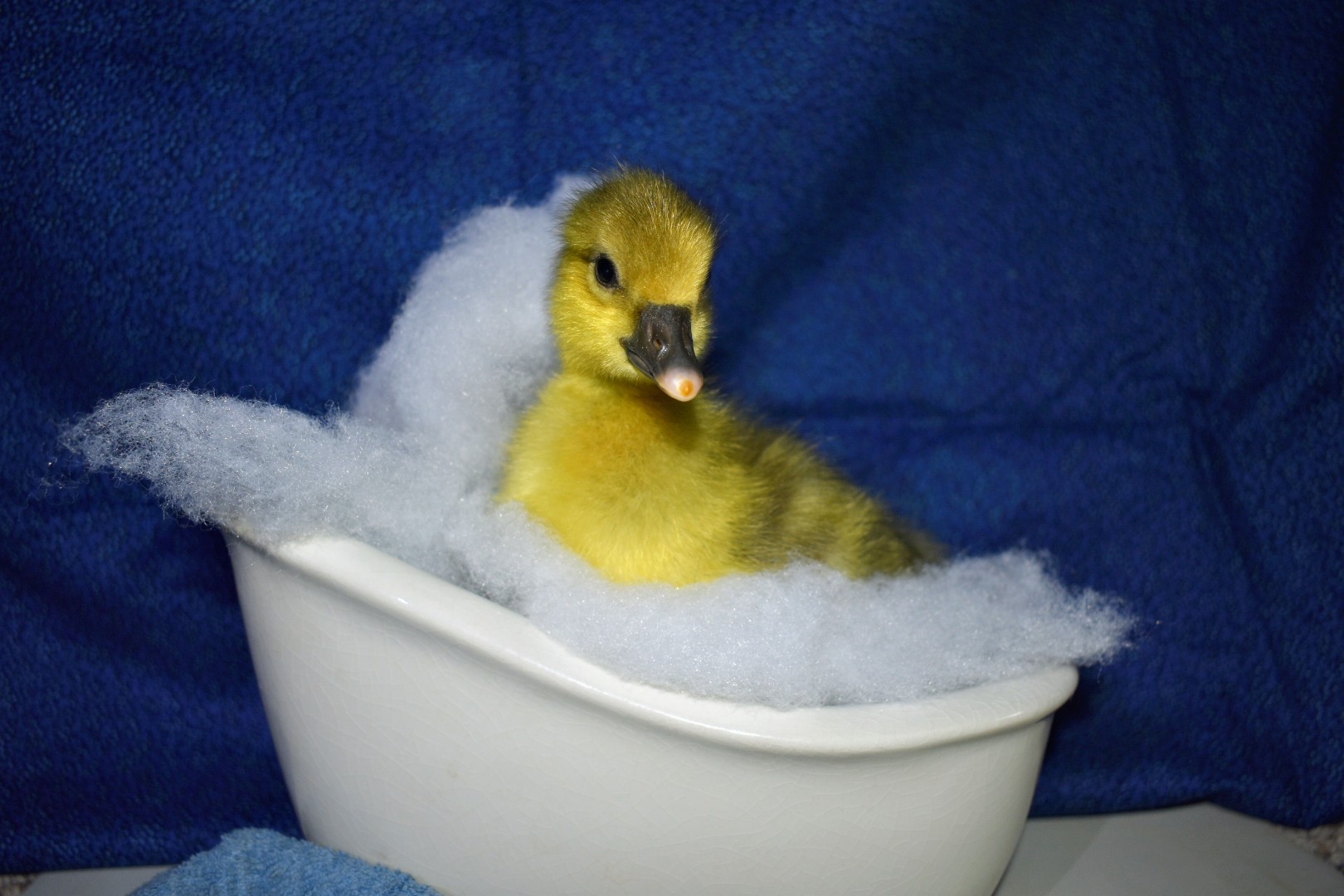 Cutest Baby Fowl Photo Contest—16th Annual 333.jpg