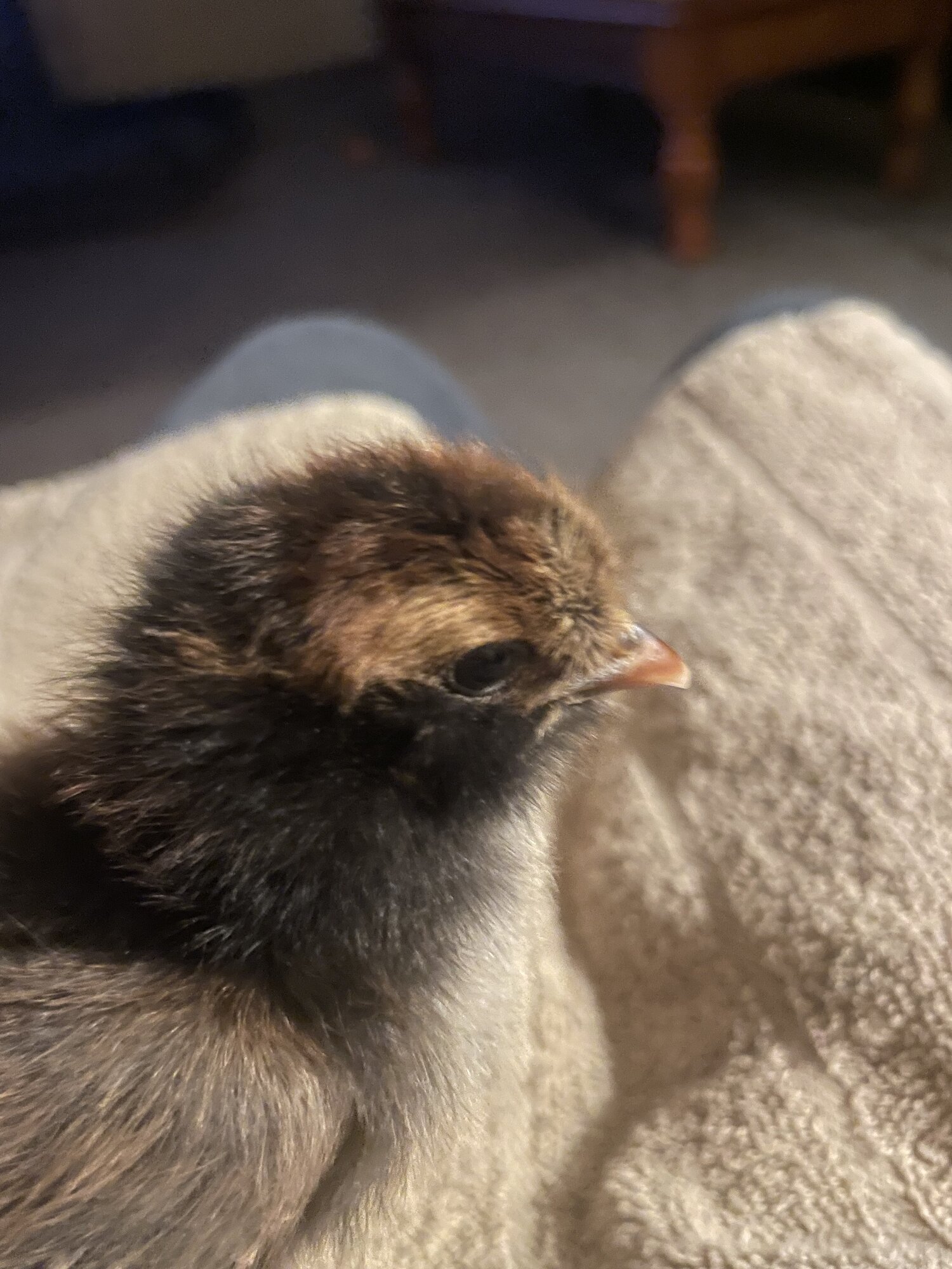 Cutest Baby Fowl Photo Contest—16th Annual 339.jpg
