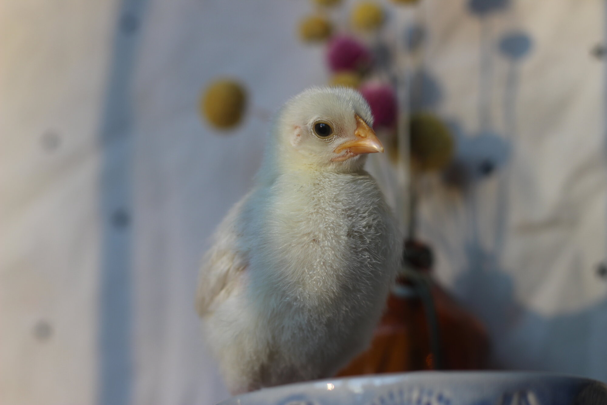 Cutest Baby Fowl Photo Contest—16th Annual 34.jpg