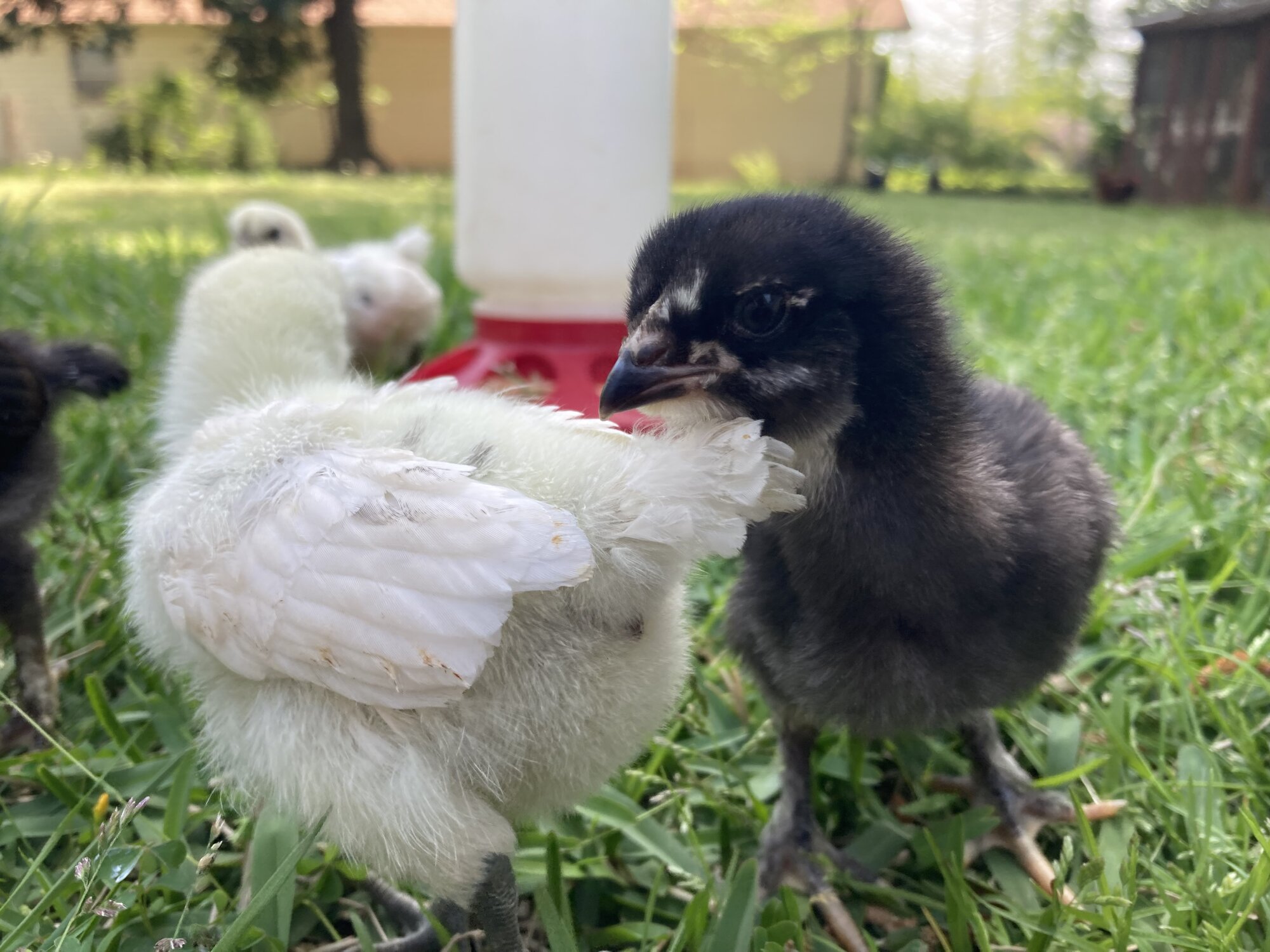 Cutest Baby Fowl Photo Contest—16th Annual 341.jpg