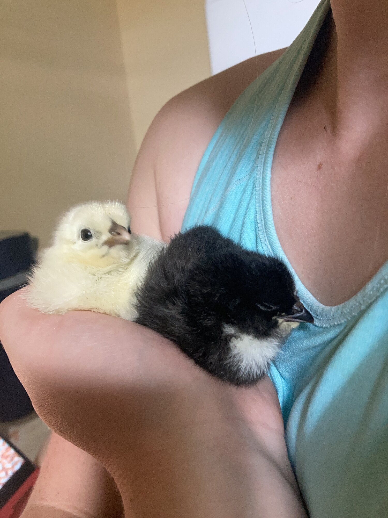 Cutest Baby Fowl Photo Contest—16th Annual 342.jpg