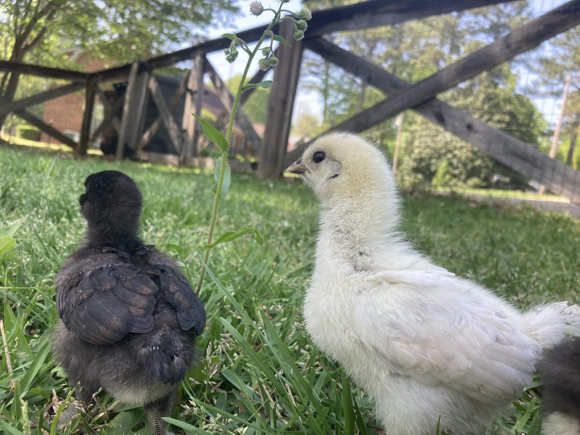 Cutest Baby Fowl Photo Contest—16th Annual 343.jpg