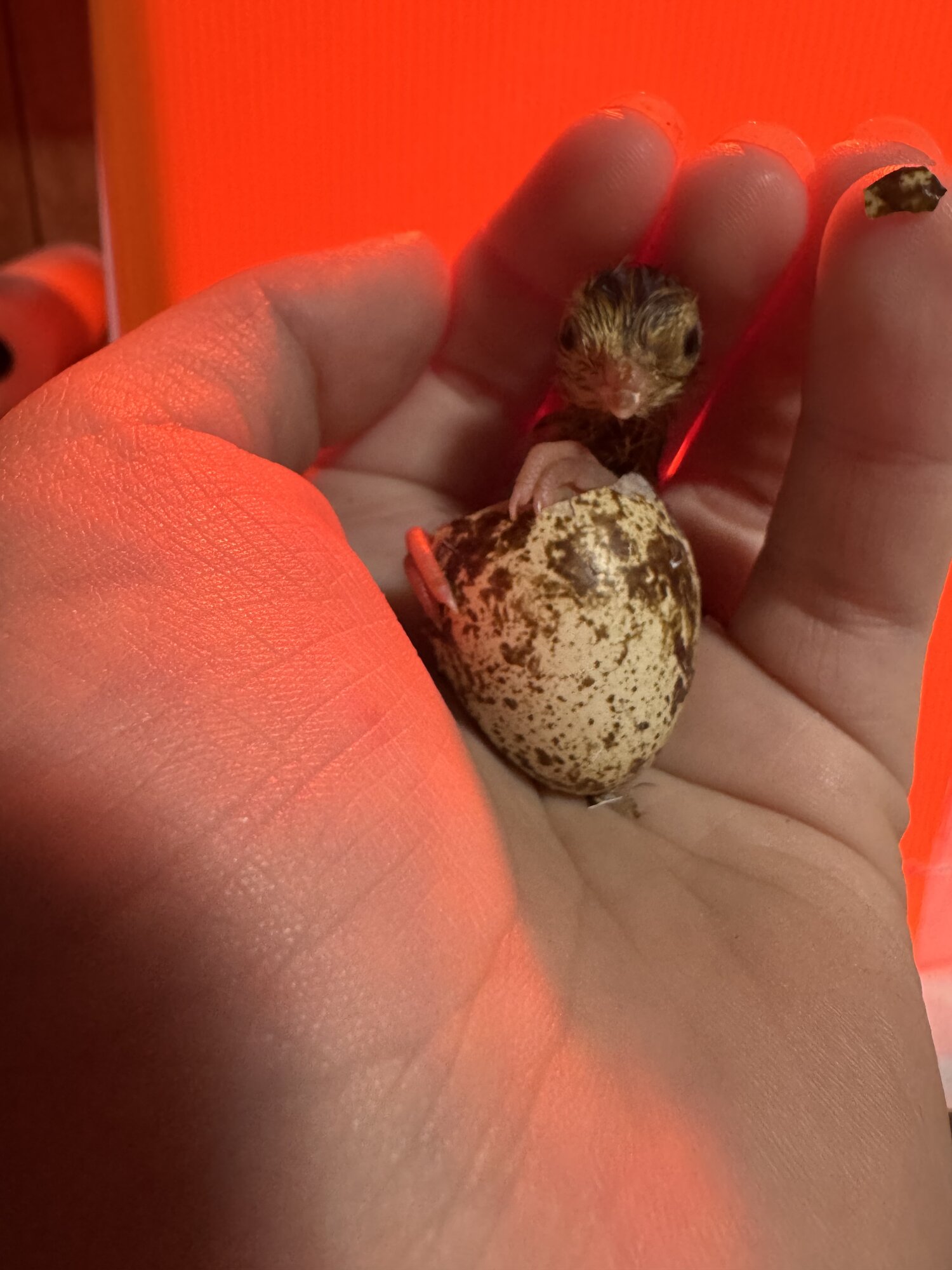 Cutest Baby Fowl Photo Contest—16th Annual 344.jpg