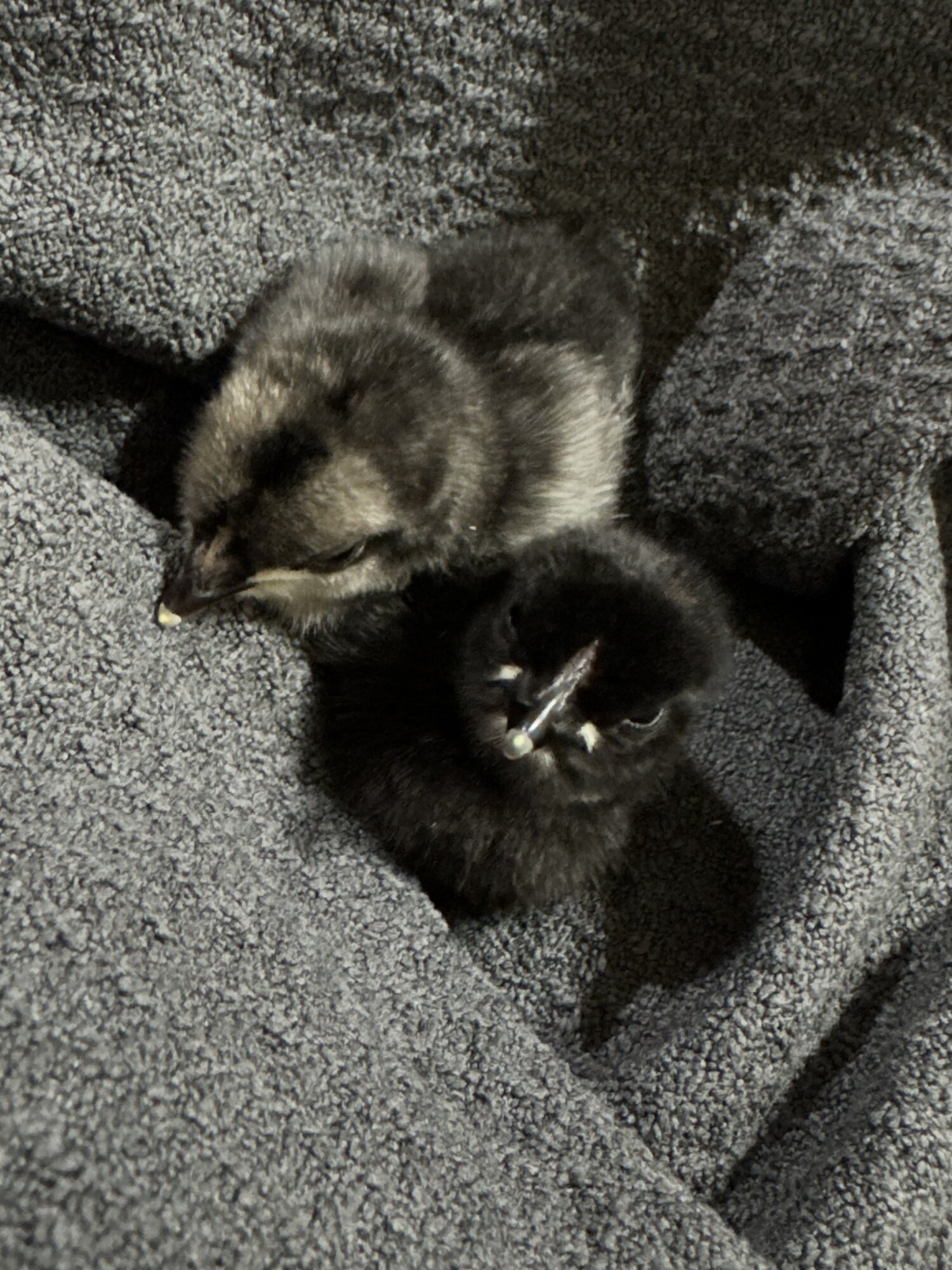 Cutest Baby Fowl Photo Contest—16th Annual 346.jpg