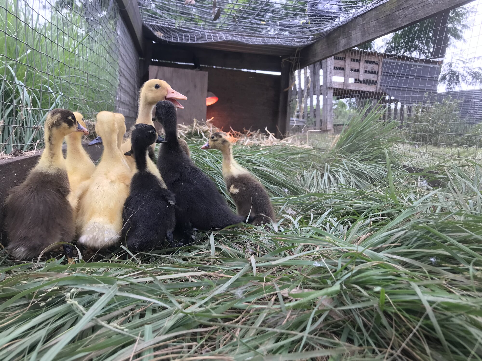 Cutest Baby Fowl Photo Contest—16th Annual 351.jpg