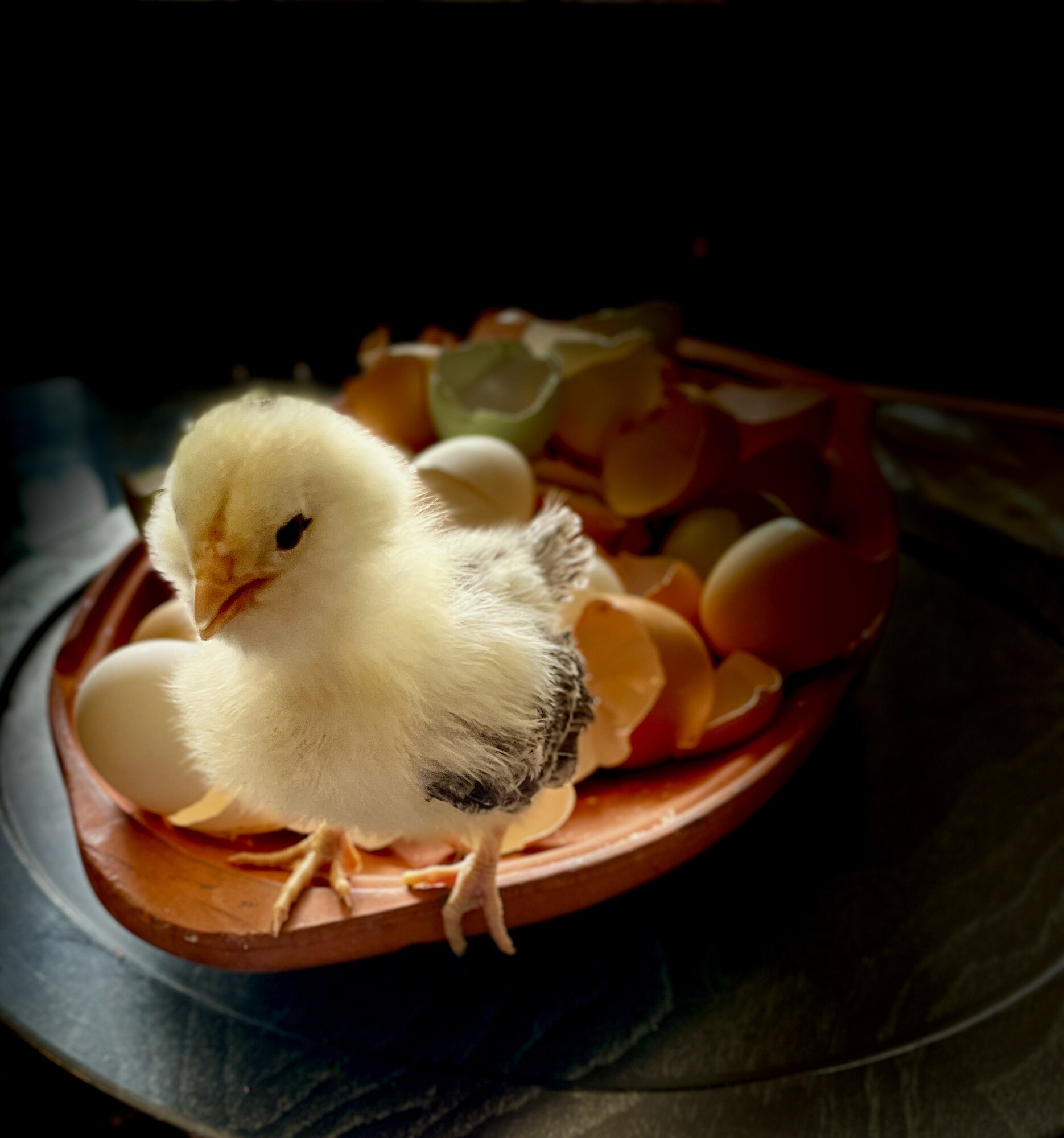 Cutest Baby Fowl Photo Contest—16th Annual 36.jpg