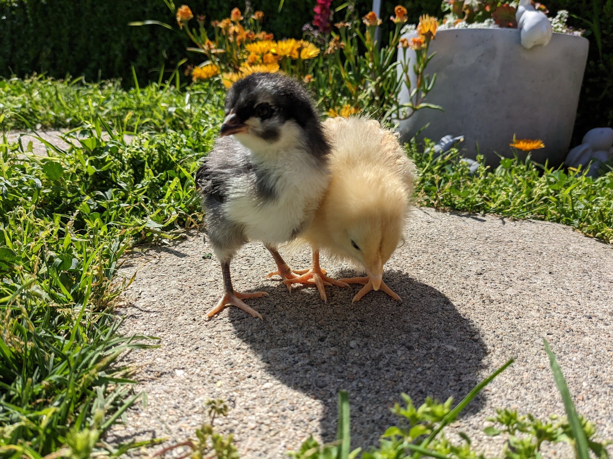 Cutest Baby Fowl Photo Contest—16th Annual 37.jpg