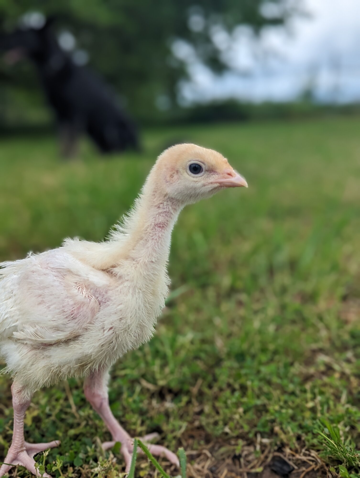Cutest Baby Fowl Photo Contest—16th Annual 375.jpg