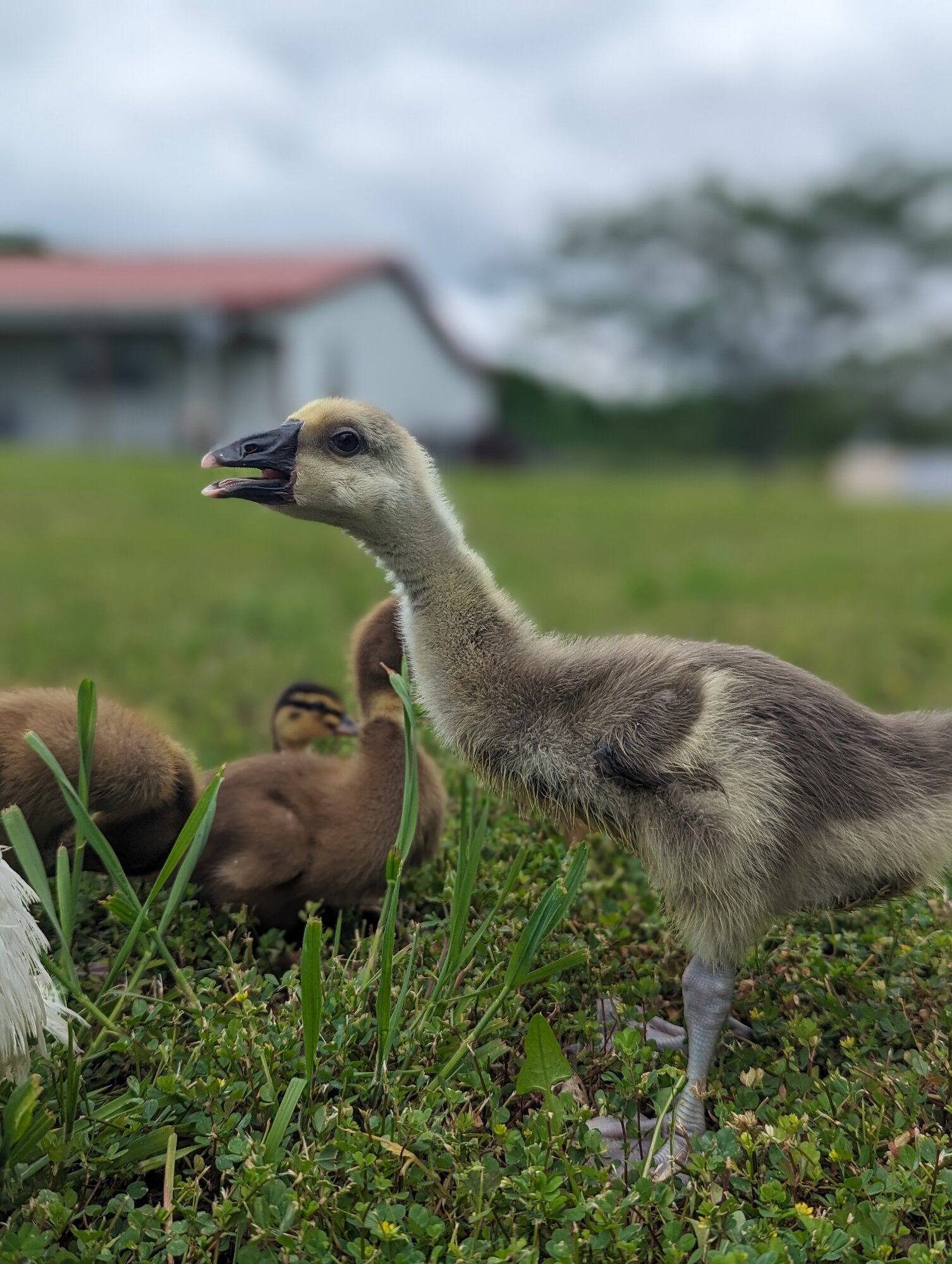 Cutest Baby Fowl Photo Contest—16th Annual 376.jpg