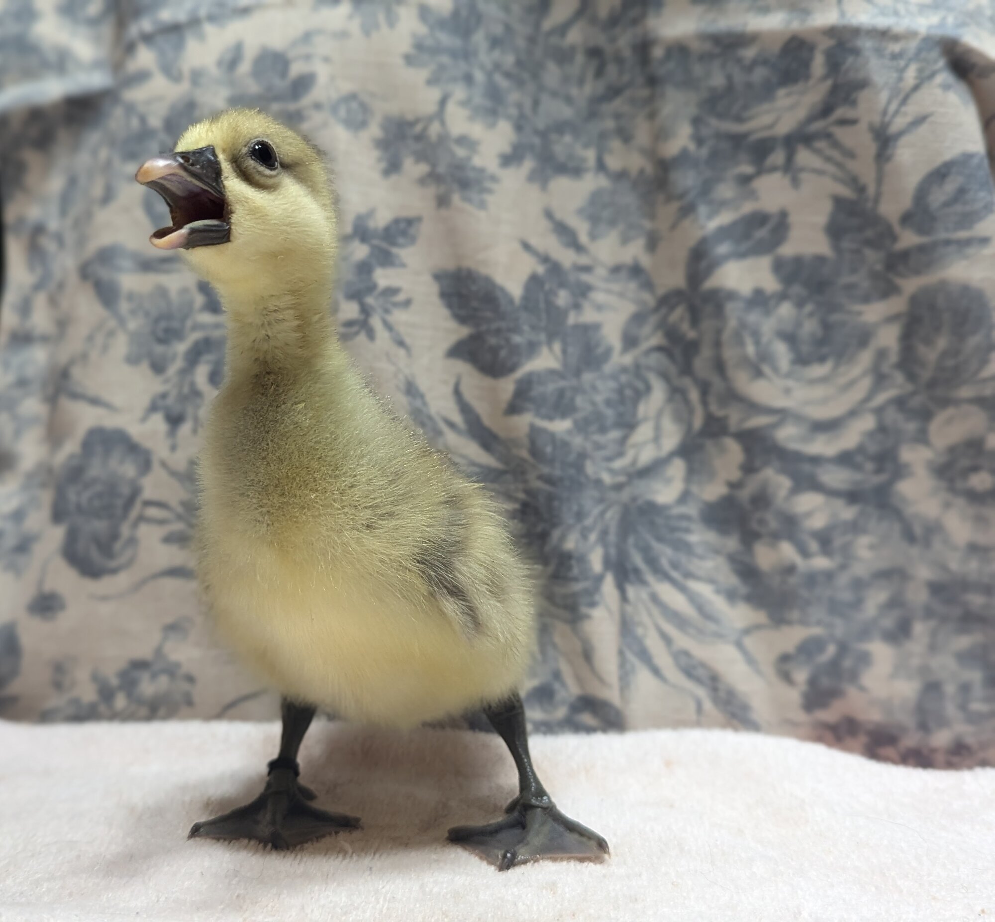 Cutest Baby Fowl Photo Contest—16th Annual 377.jpg