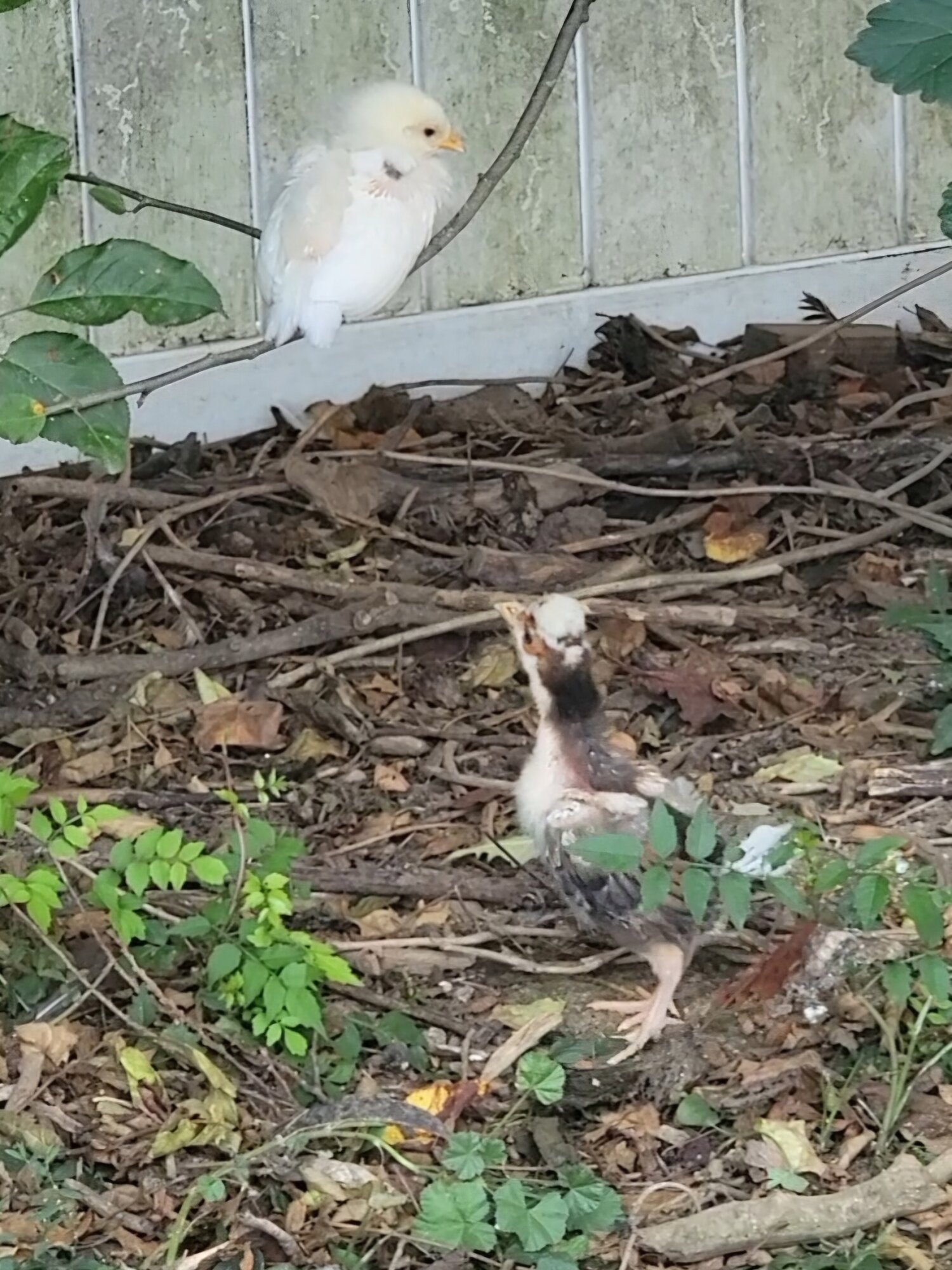 Cutest Baby Fowl Photo Contest—16th Annual 379.jpg