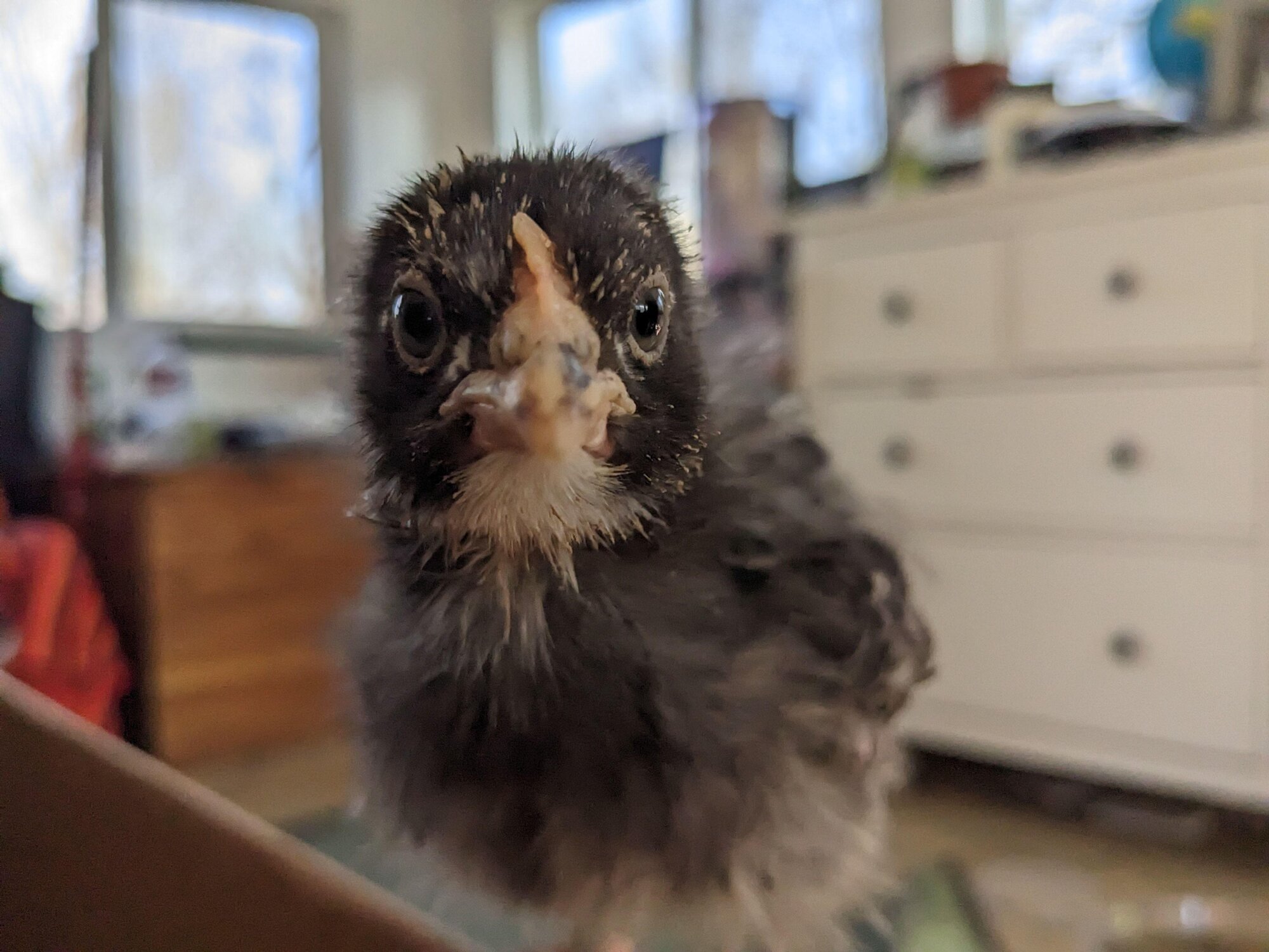 Cutest Baby Fowl Photo Contest—16th Annual 380.jpg