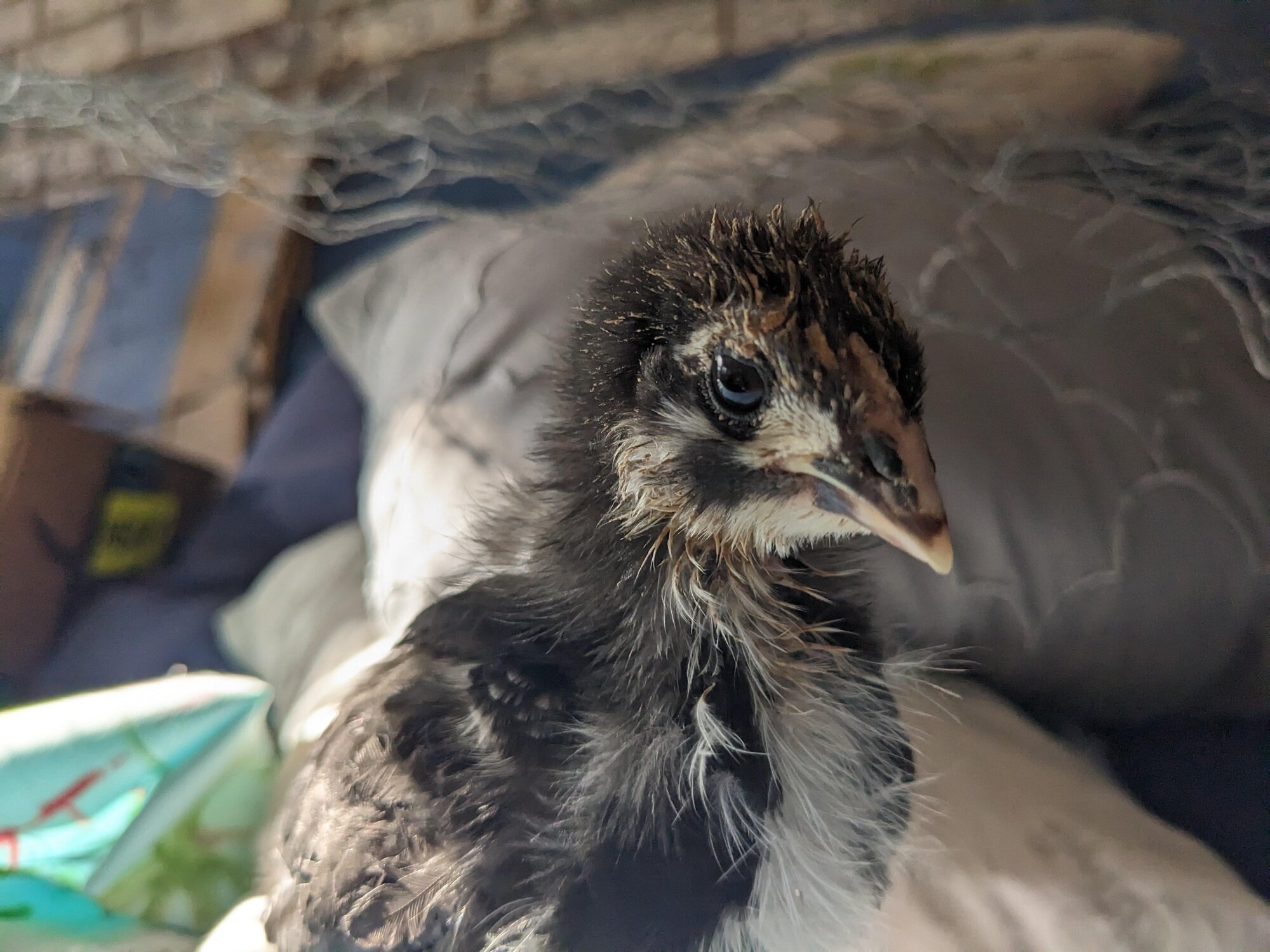 Cutest Baby Fowl Photo Contest—16th Annual 381.jpg