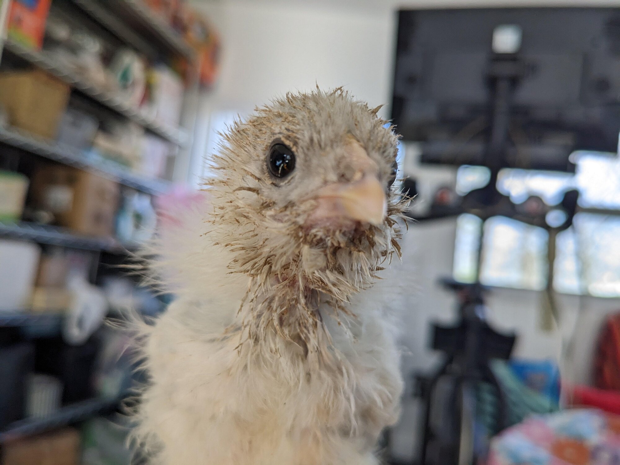 Cutest Baby Fowl Photo Contest—16th Annual 382.jpg