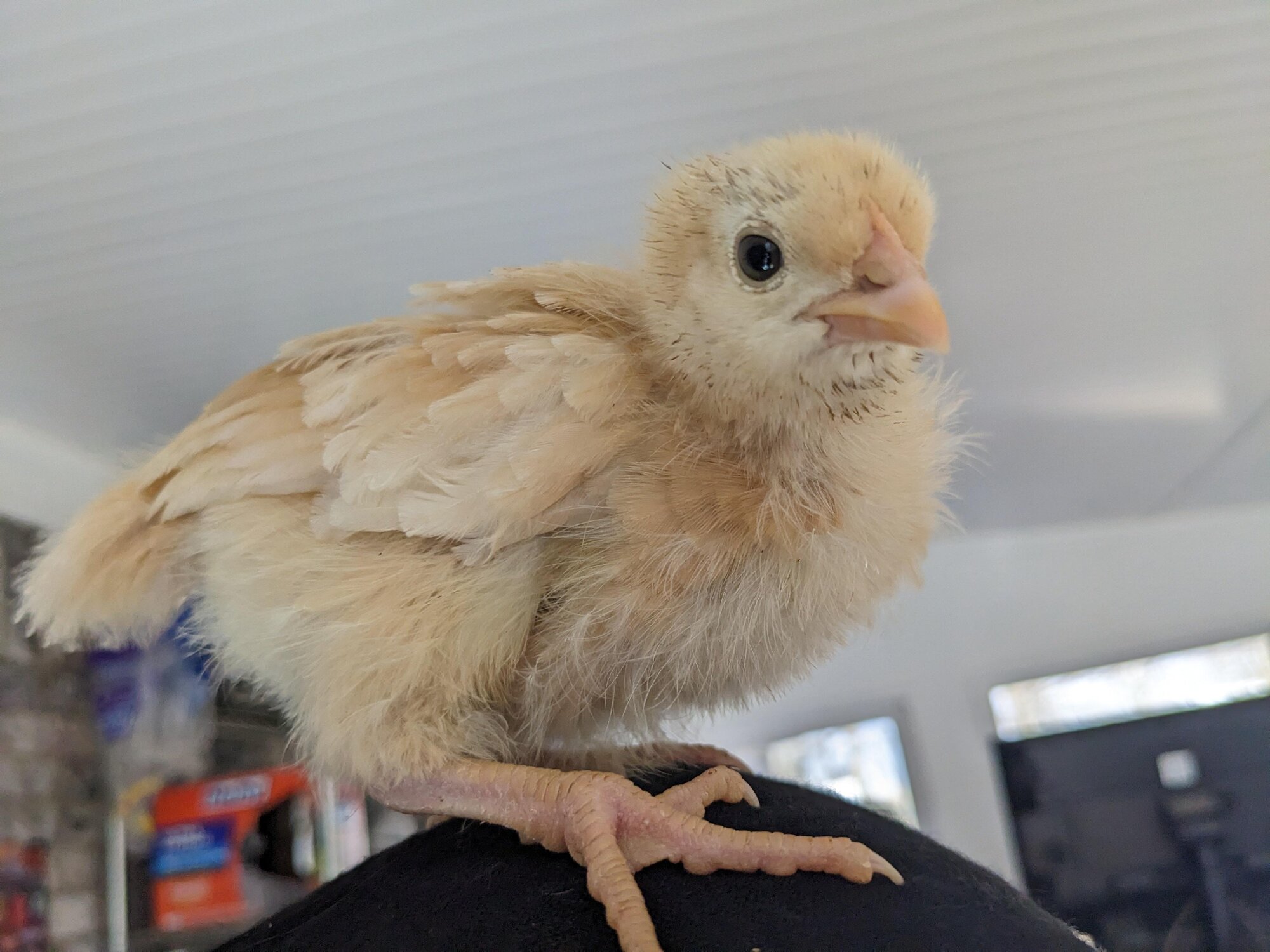 Cutest Baby Fowl Photo Contest—16th Annual 383.jpg