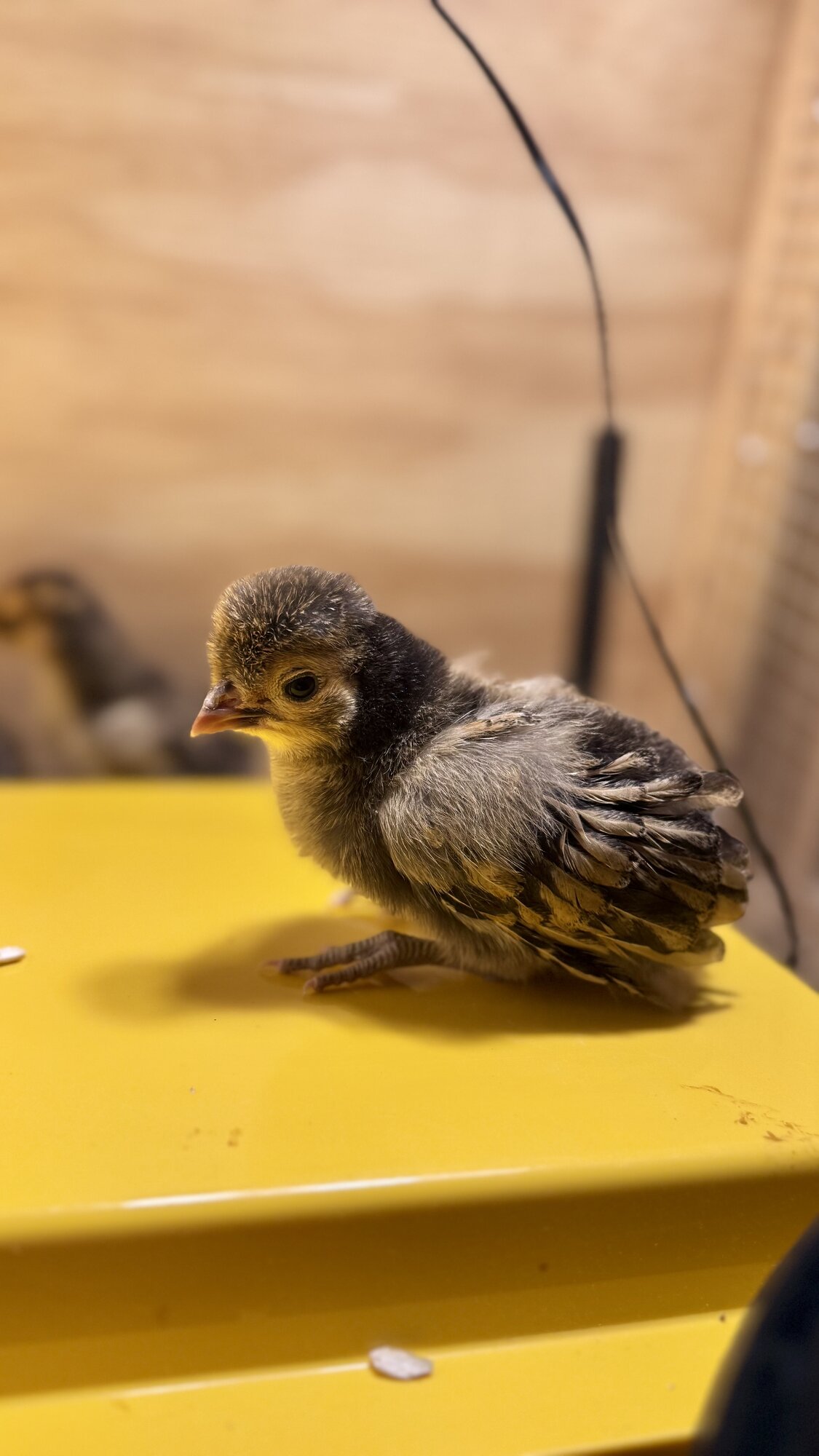 Cutest Baby Fowl Photo Contest—16th Annual 384.jpg
