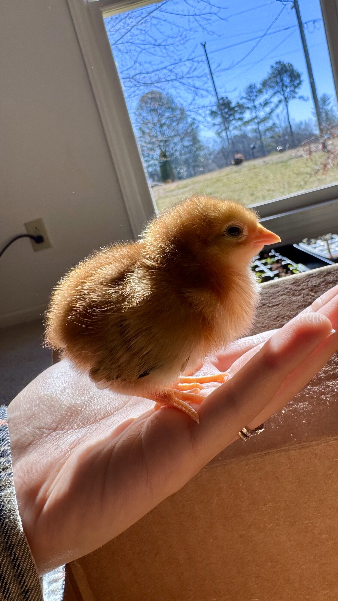 Cutest Baby Fowl Photo Contest—16th Annual 387.jpg