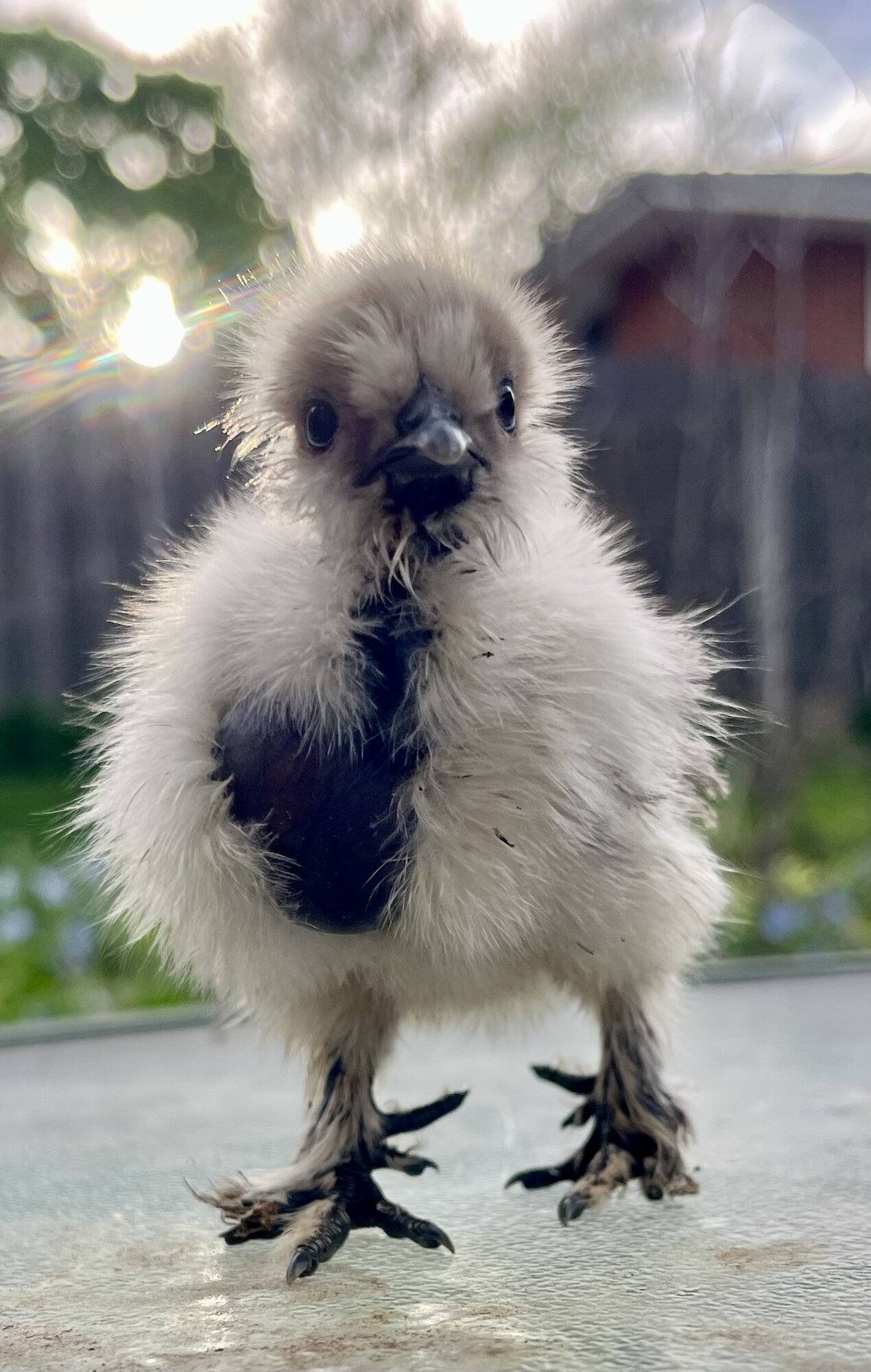 Cutest Baby Fowl Photo Contest—16th Annual 389.jpg