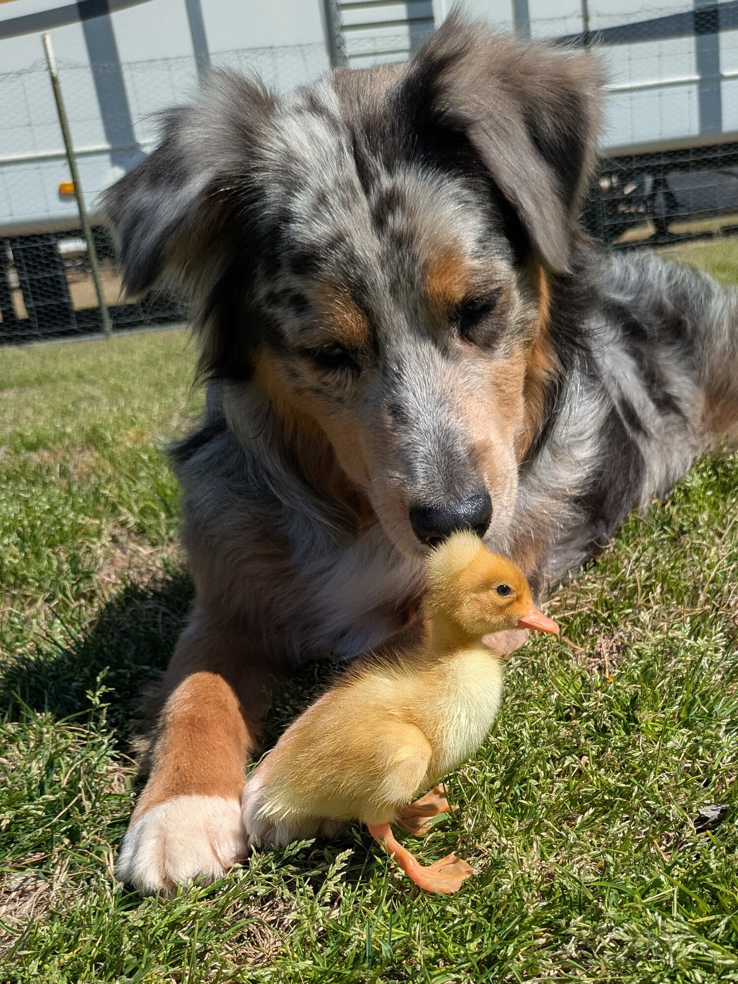 Cutest Baby Fowl Photo Contest—16th Annual 390.jpg