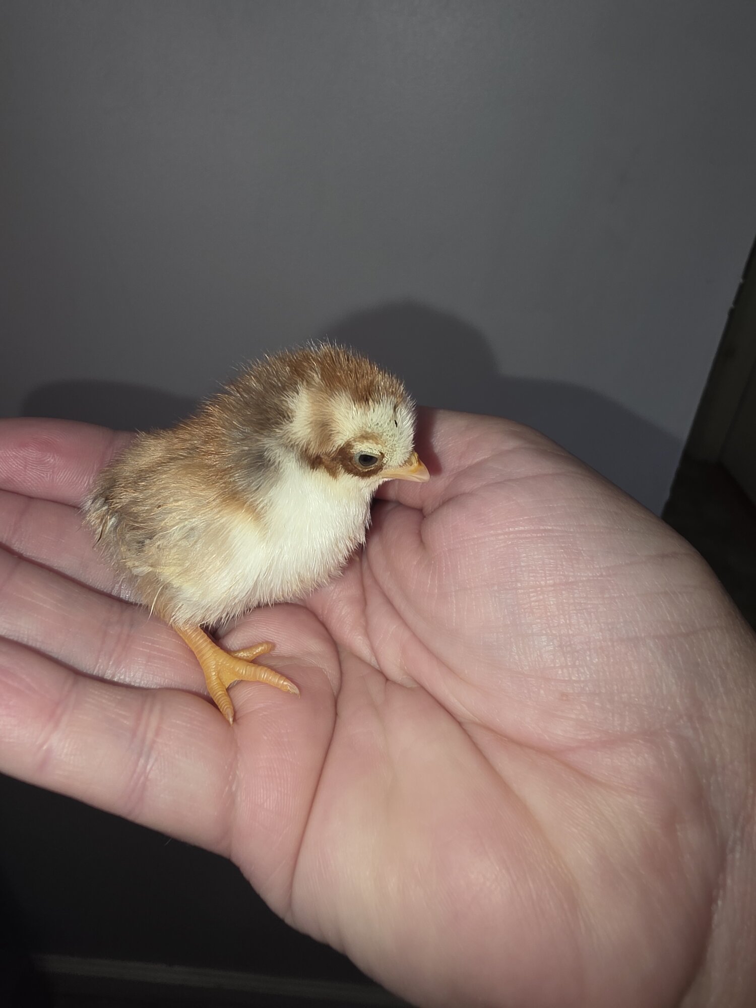 Cutest Baby Fowl Photo Contest—16th Annual 391.jpg