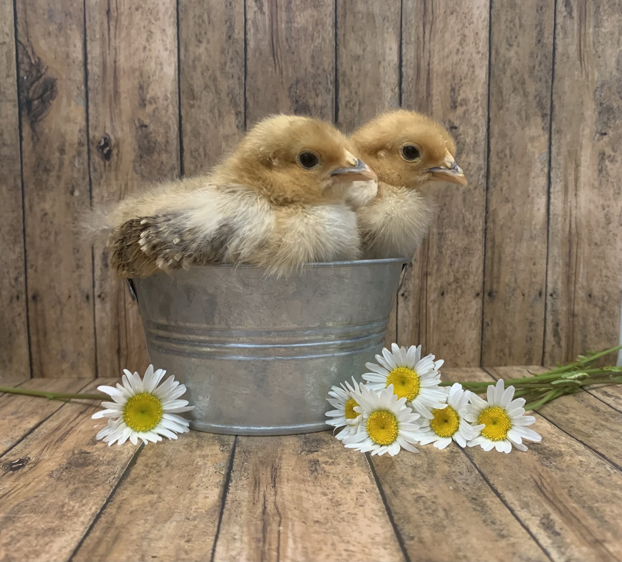 Cutest Baby Fowl Photo Contest—16th Annual 392.jpg