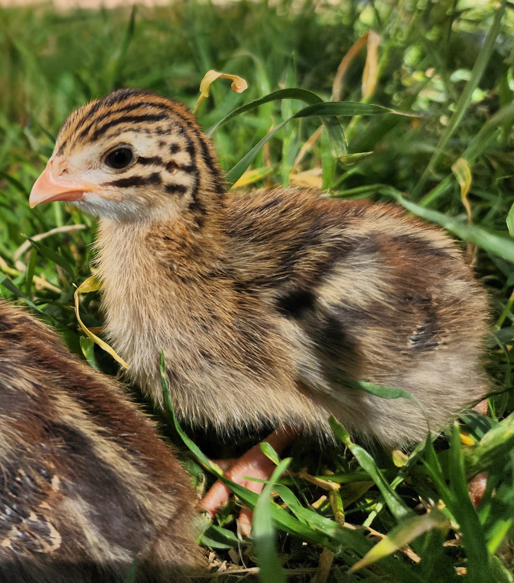 Cutest Baby Fowl Photo Contest—16th Annual 394.jpg