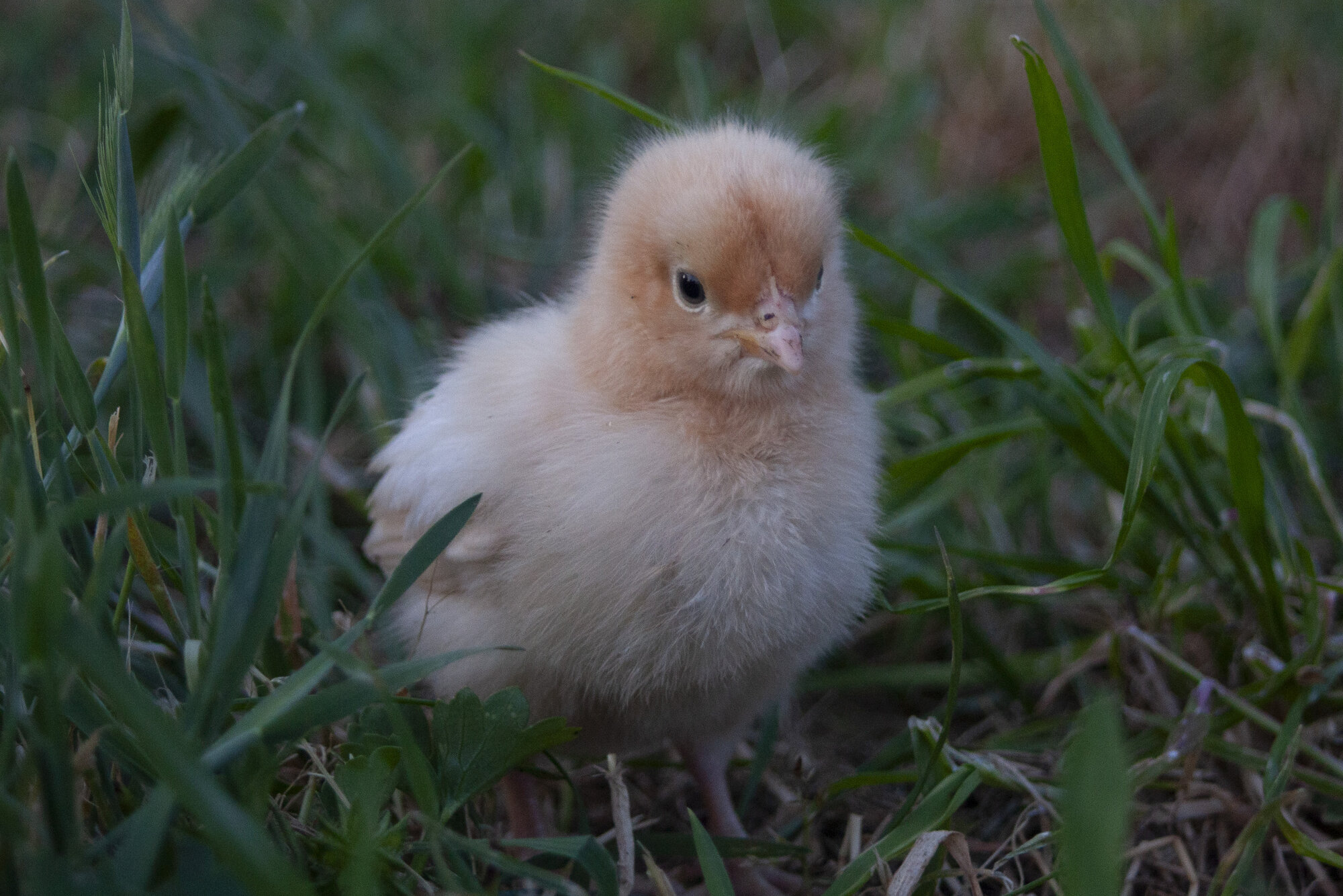 Cutest Baby Fowl Photo Contest—16th Annual 395.jpg
