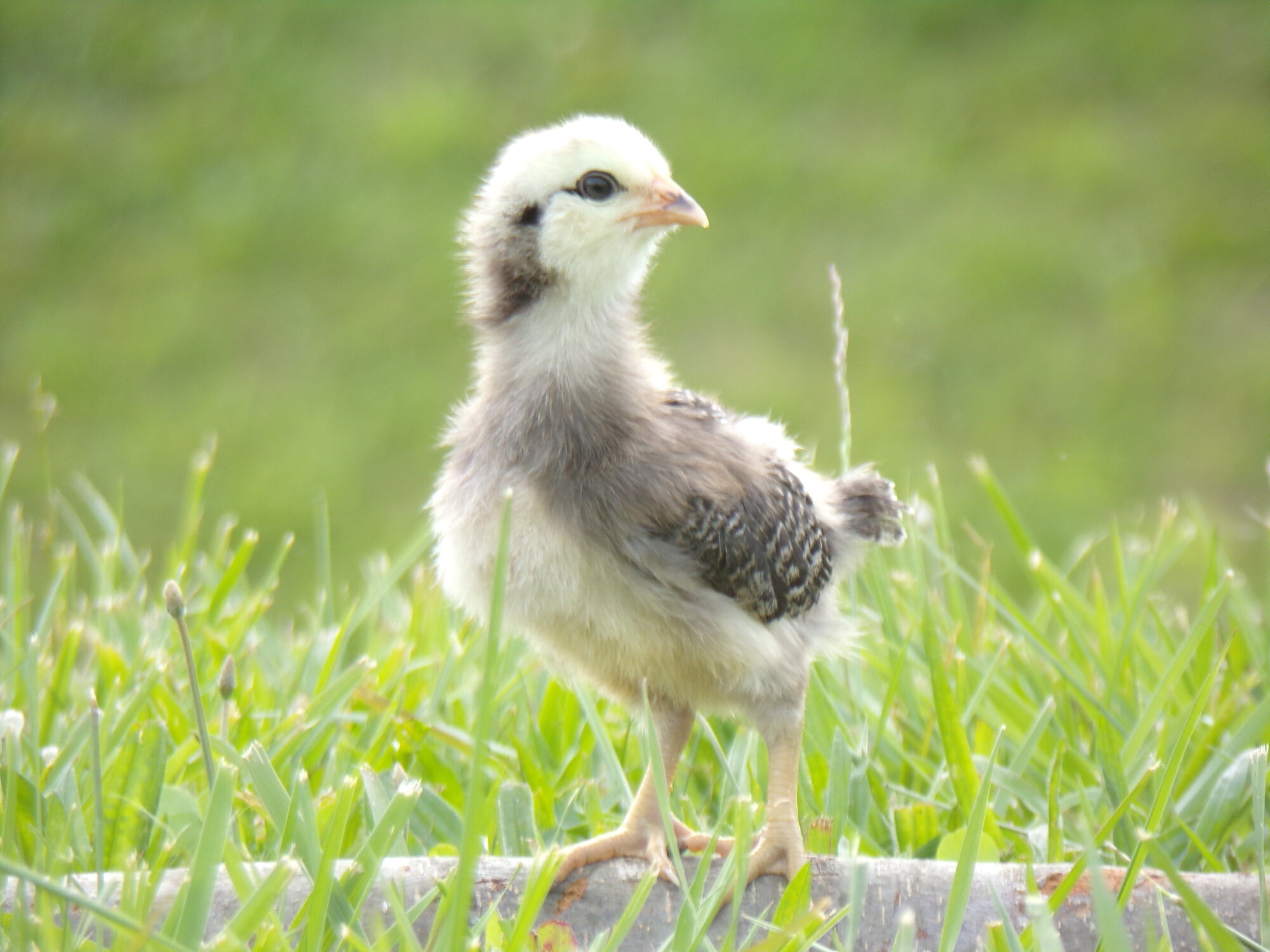 Cutest Baby Fowl Photo Contest—16th Annual 397.jpg