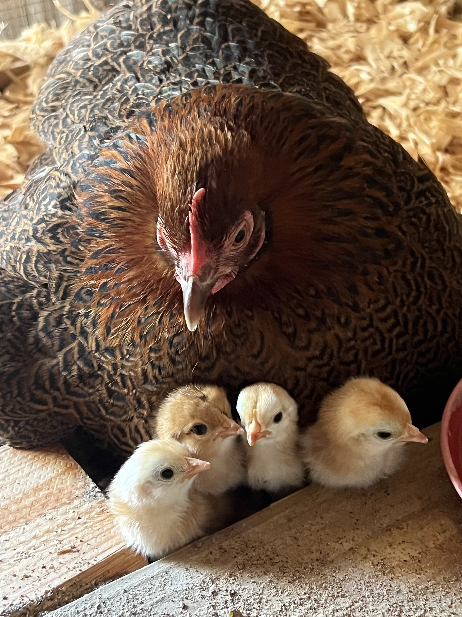 Cutest Baby Fowl Photo Contest—16th Annual 398.jpg