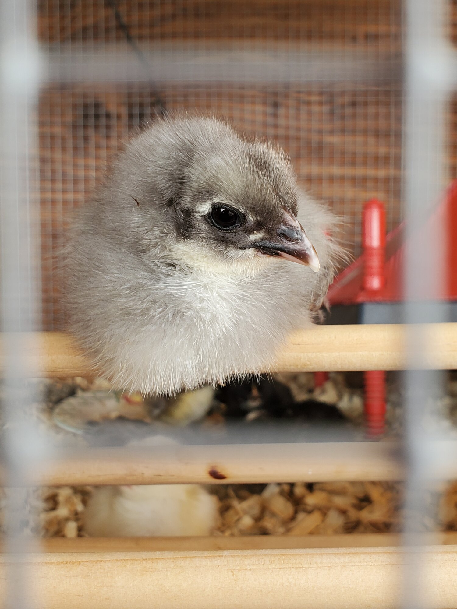Cutest Baby Fowl Photo Contest—16th Annual 399.jpg